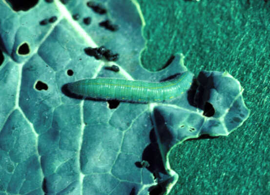 Green larvae on cabbage leaf.