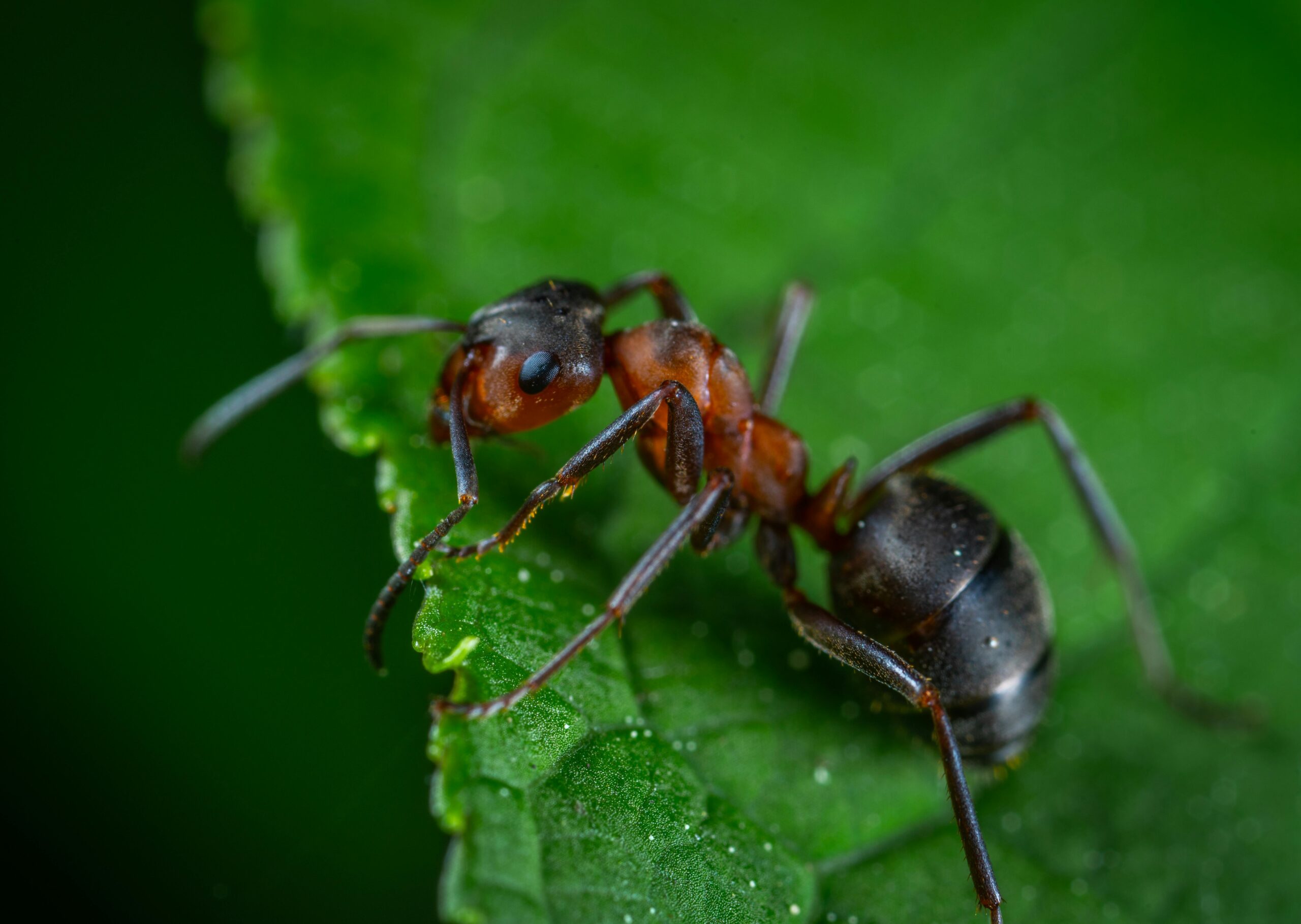 Ant on leaf.