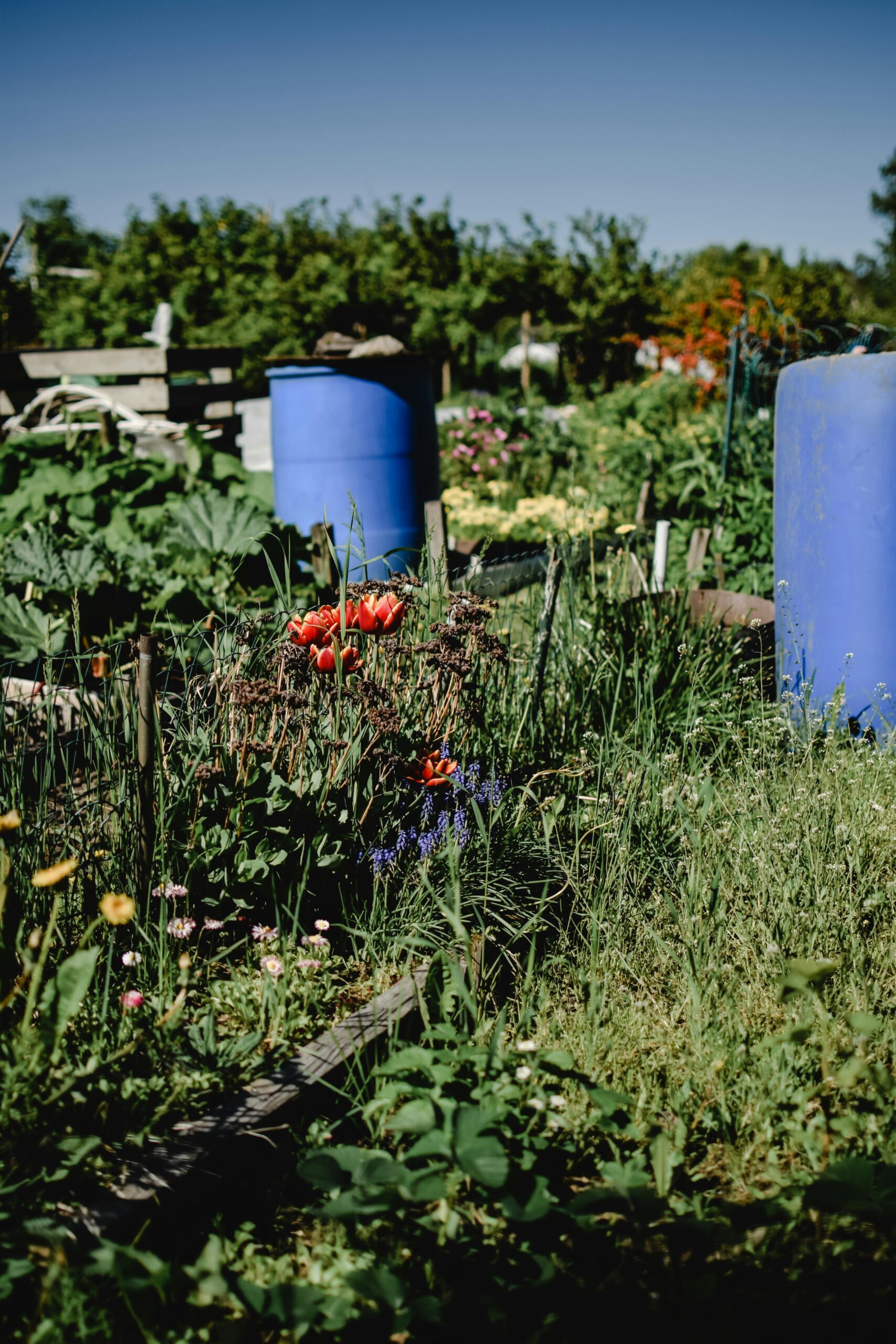 Thriving community garden.