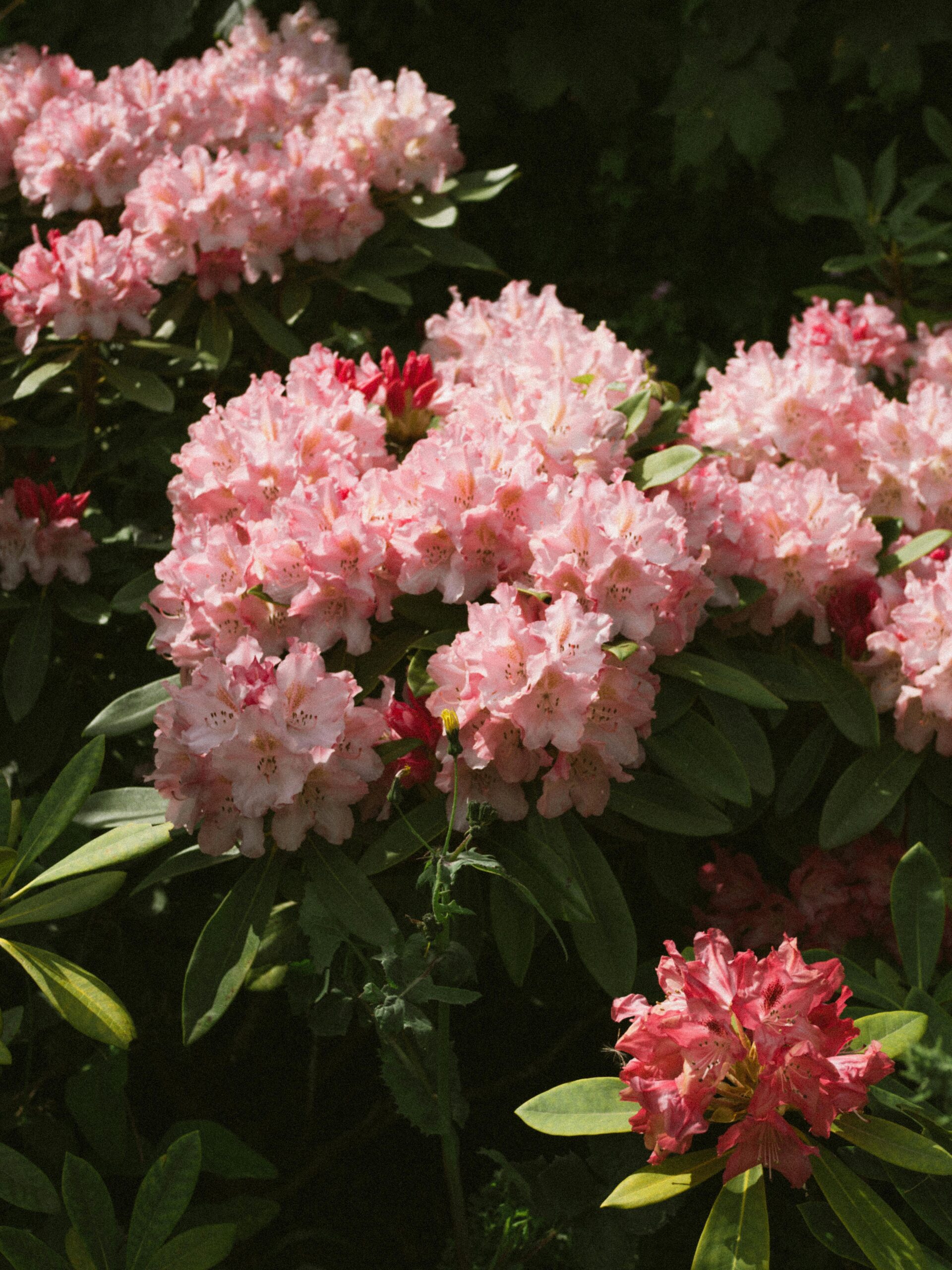 Pink flowering rhododendron.
