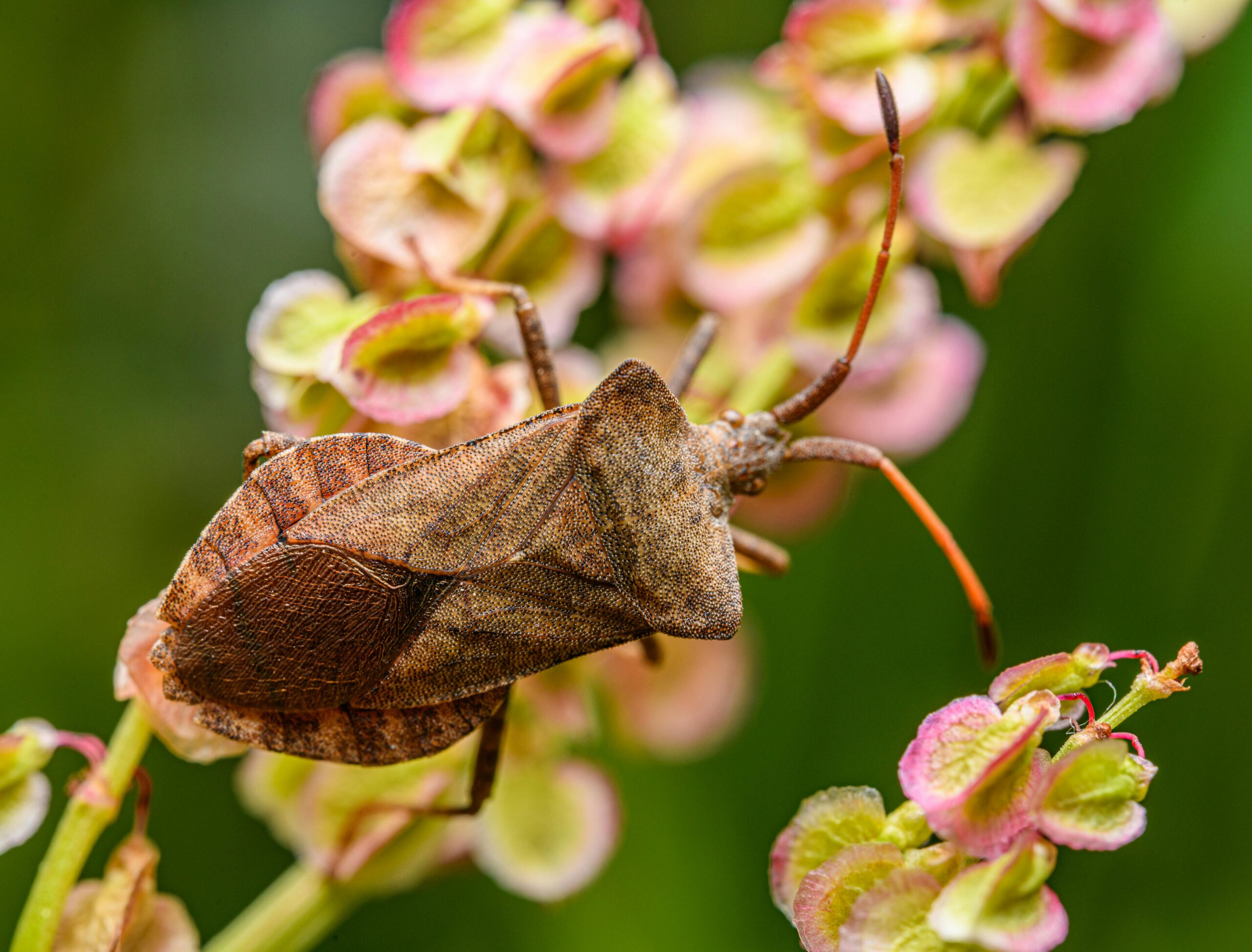 Brown marmorated stink bug on euphorbia flower.