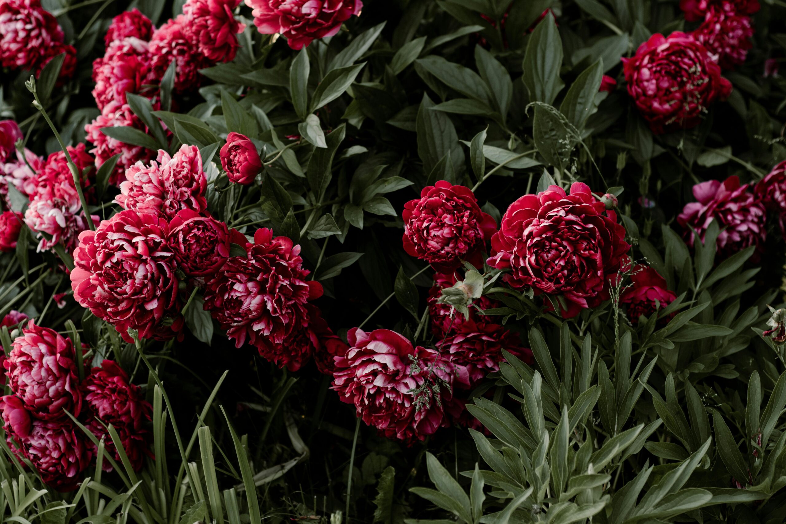 Close up of blooming crimson red peonies.