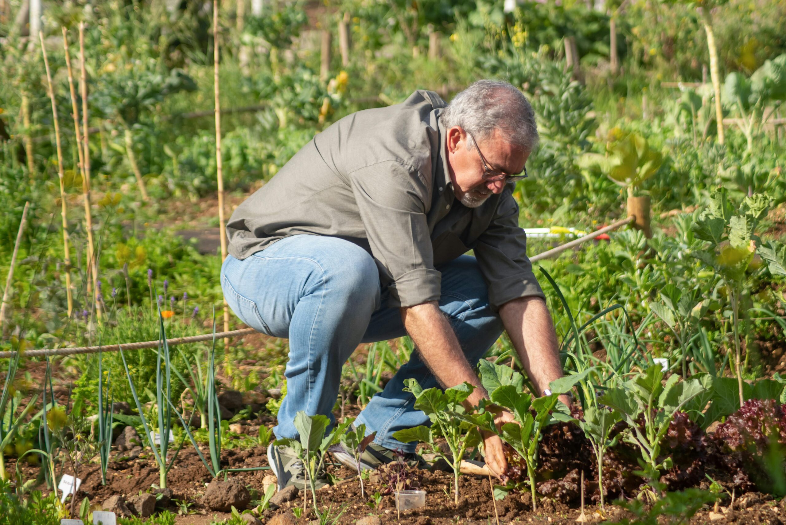 Man planting a diversity of vegetables in his garden.