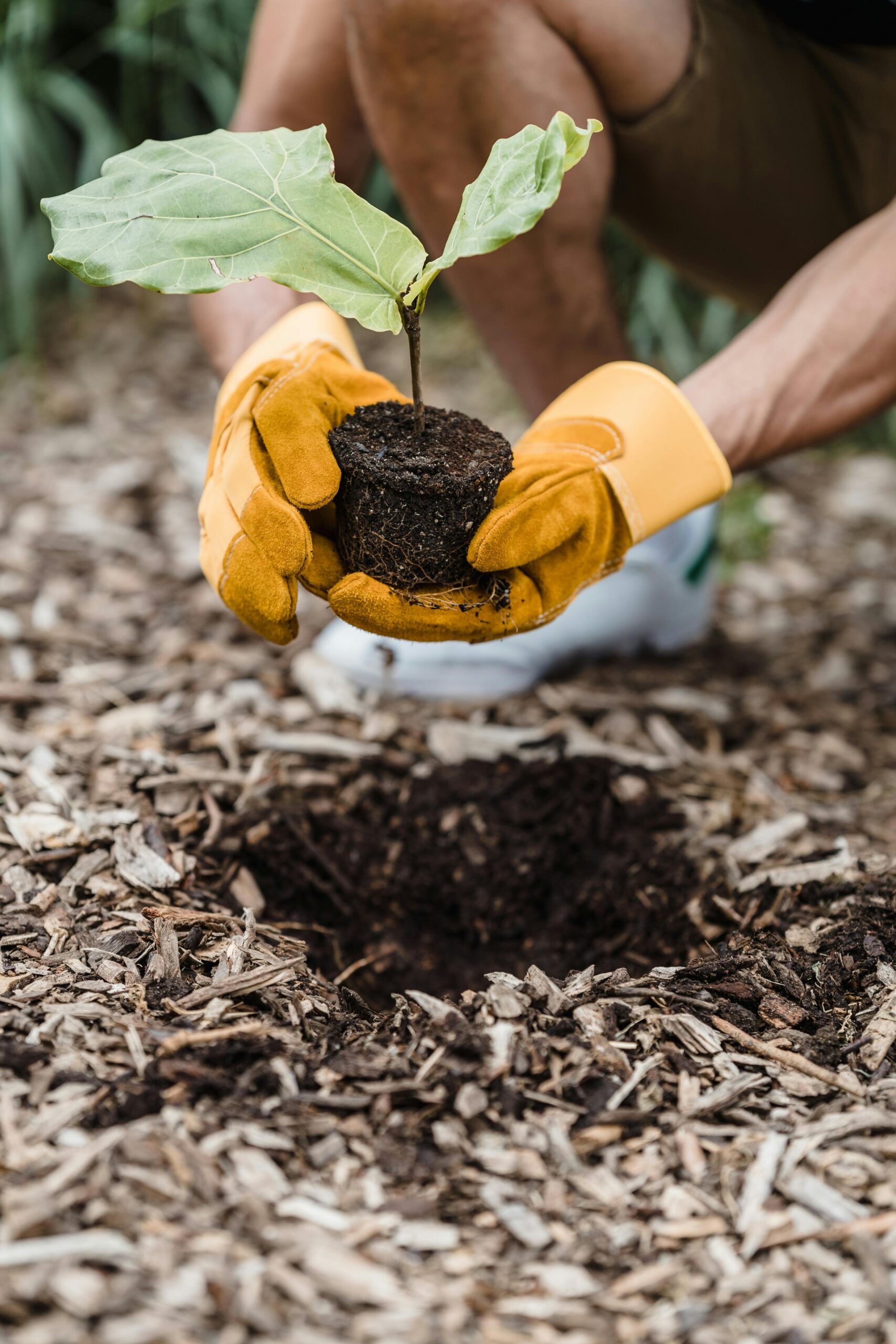 Person planting oak tree in the ground.