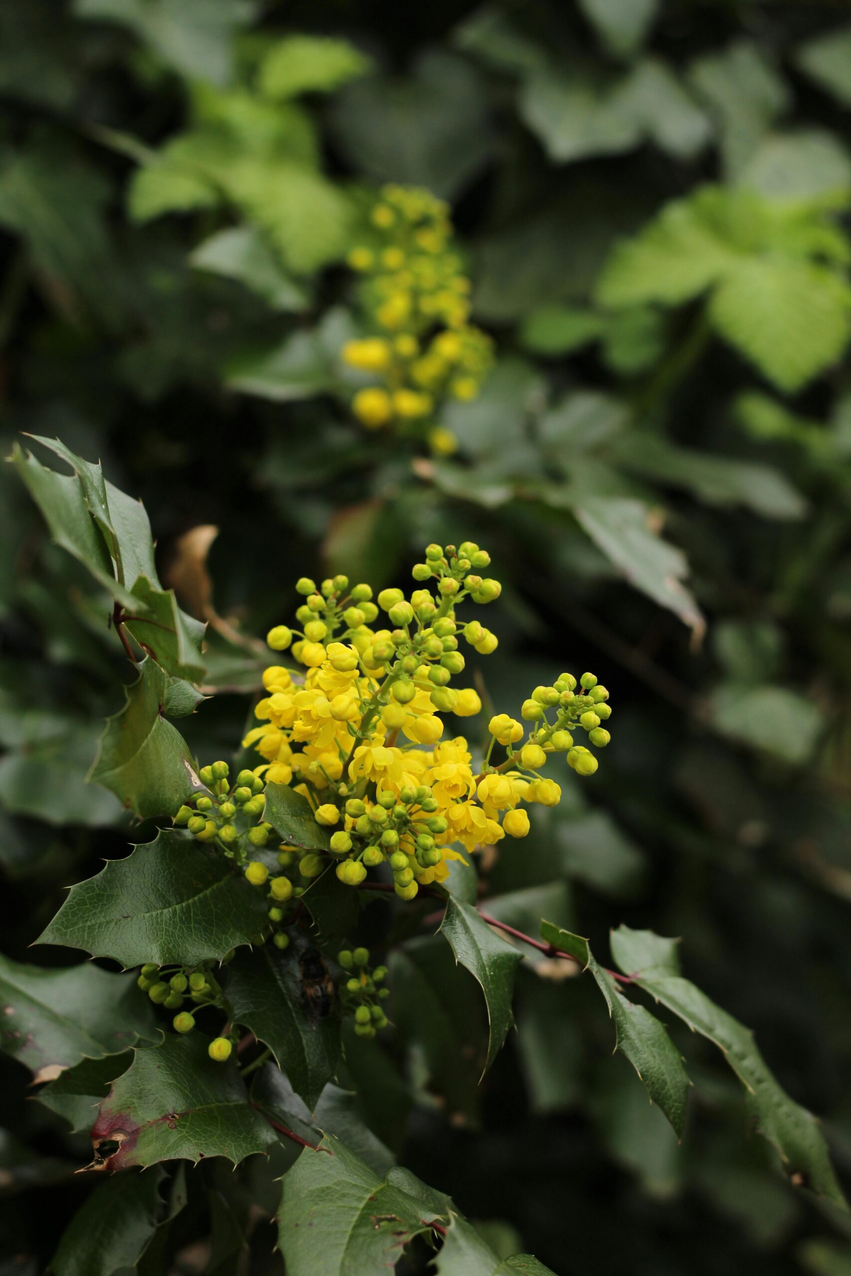 Native Oregon Grape blooming with bright yellow flower.