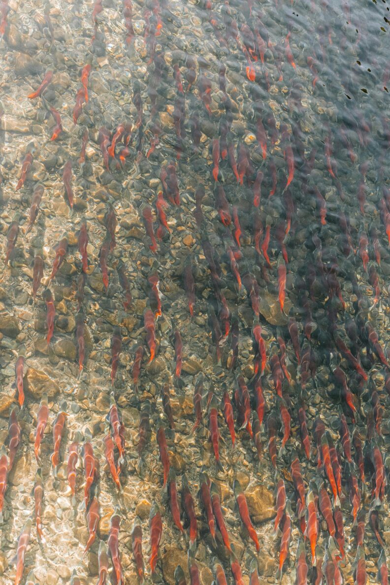 Hundreds of salmon swimming in clear water.