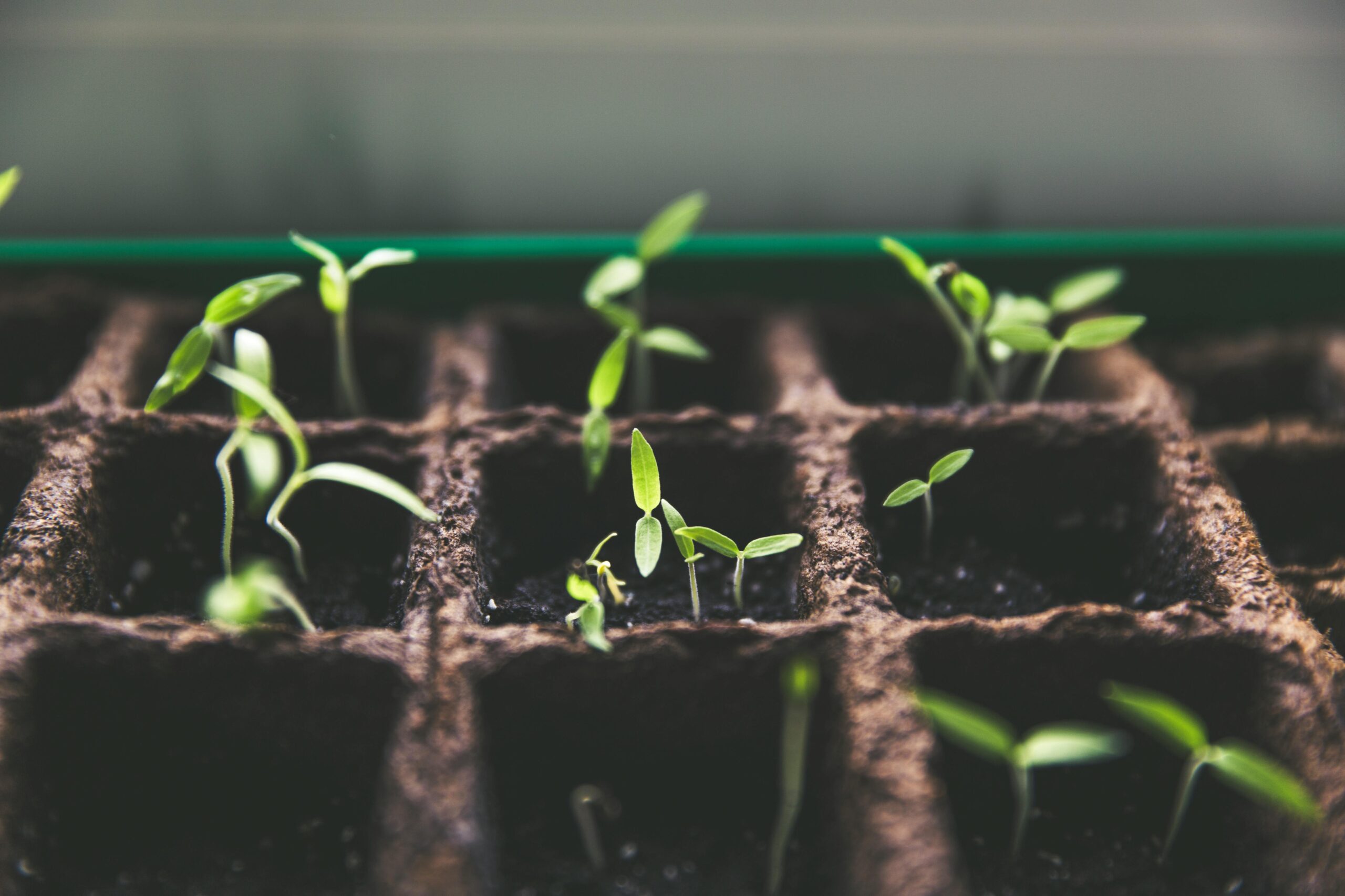 Young seedlings sprouting out of cell tray.