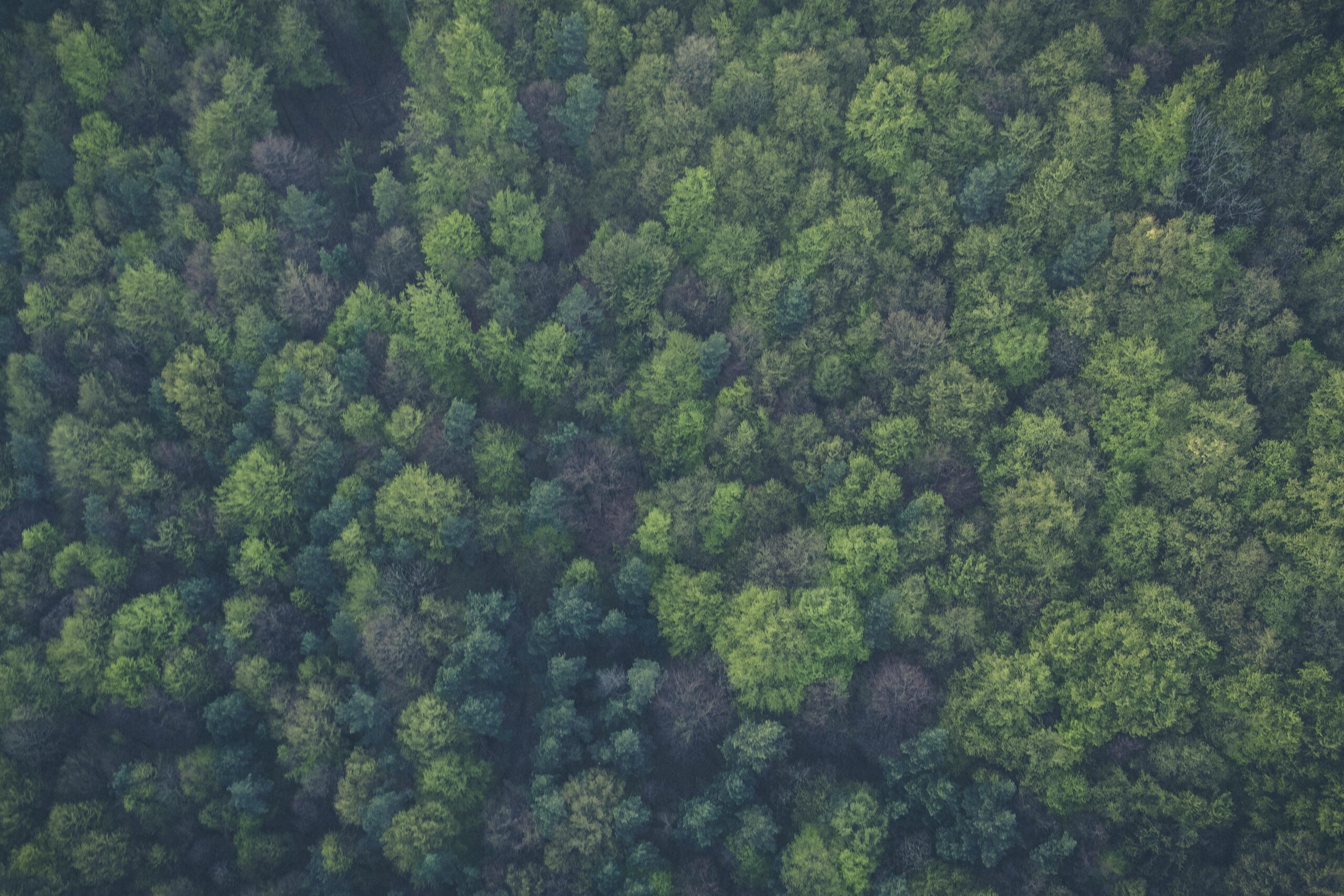 View of the tops of many evergreen conifer trees from a plane or drone.