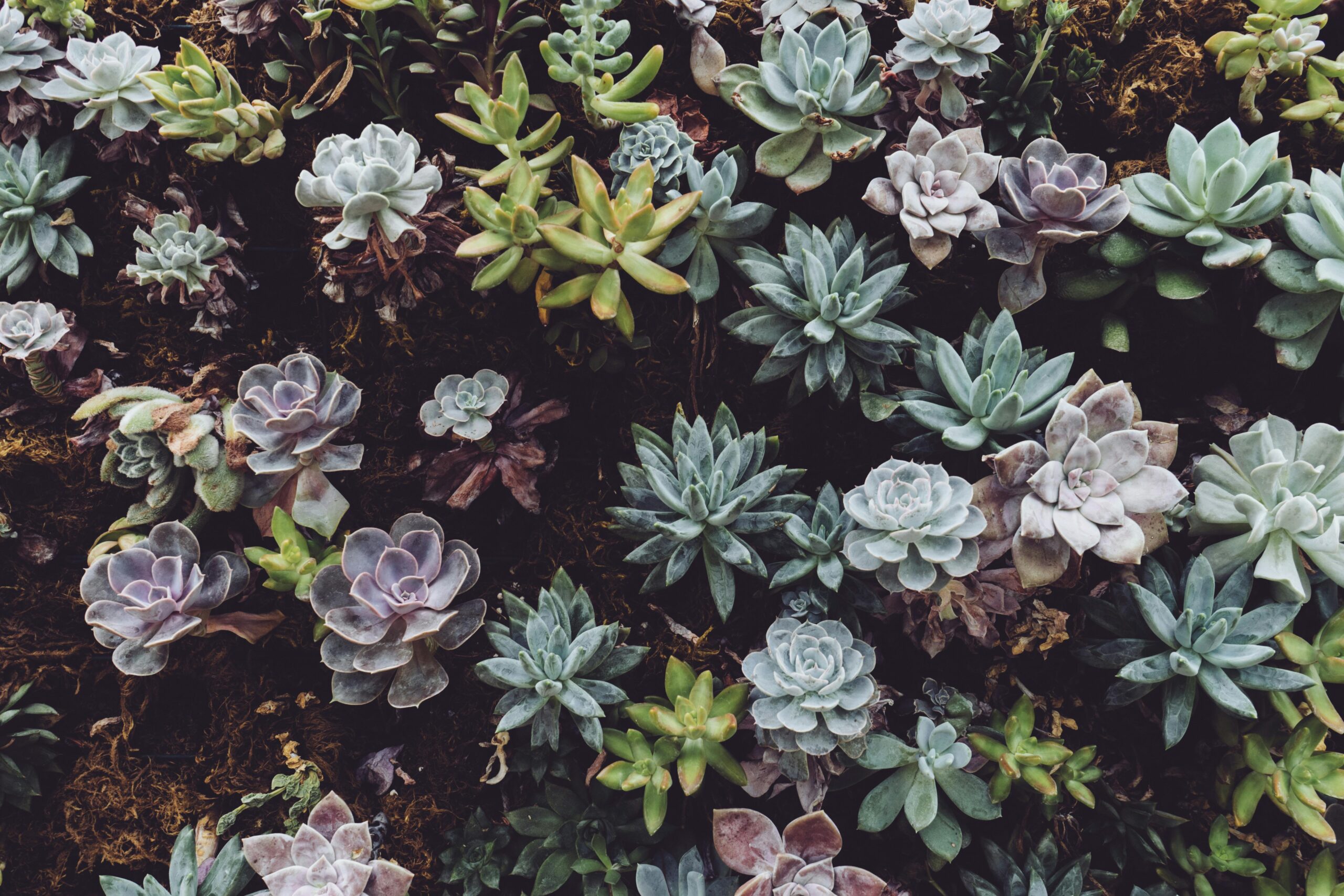 Close up overhead image of 30+ green, light blue, and purple succulents.