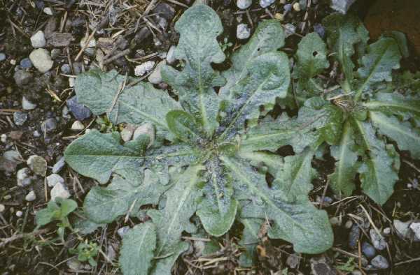 Catsear plant rosette.
