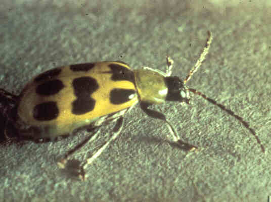 Yellow beetle with black spots.