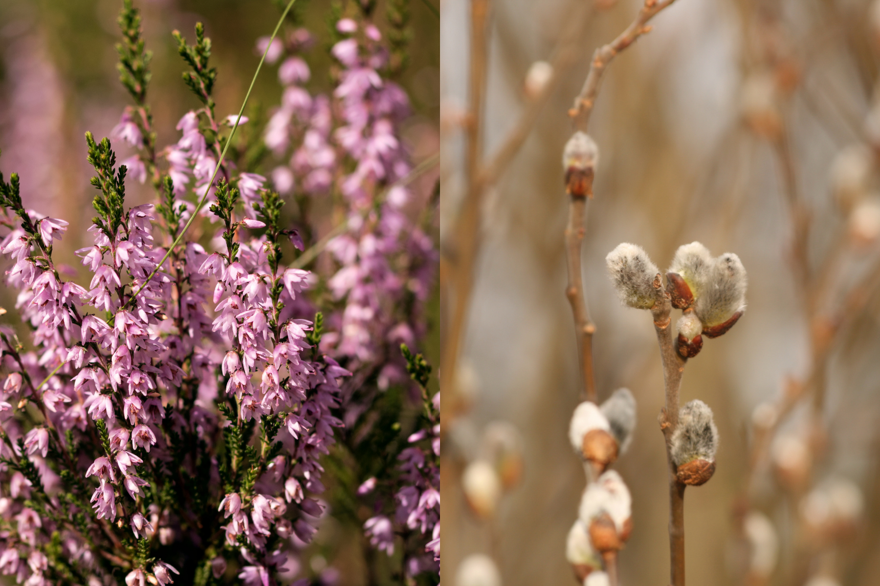 On the left, blooming pink heather; on the right, willow buds on bare branches about to burst.