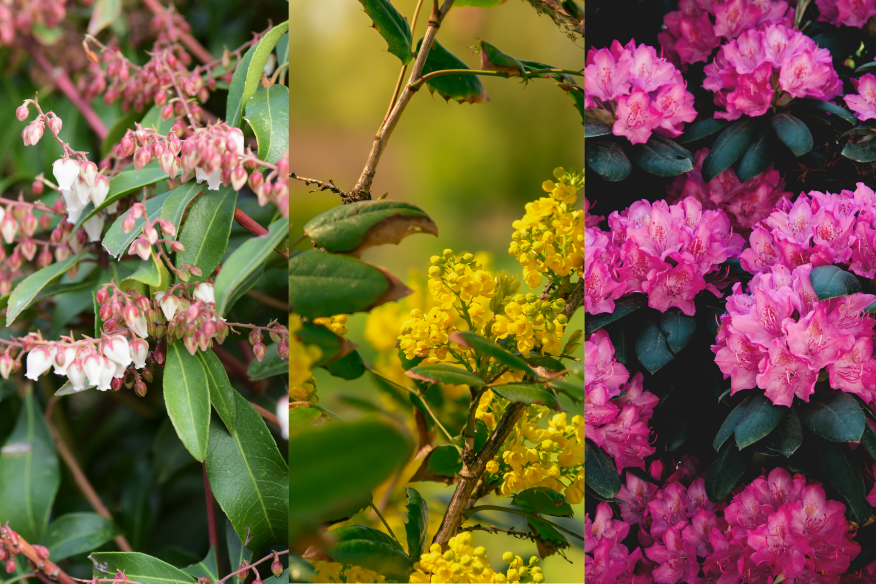 1st: bell-shaped flowers of Pieris japonica; 2nd: bright yellow flower clusters of Oregon Grape; 3rd: bright pink rhododendron flowers.