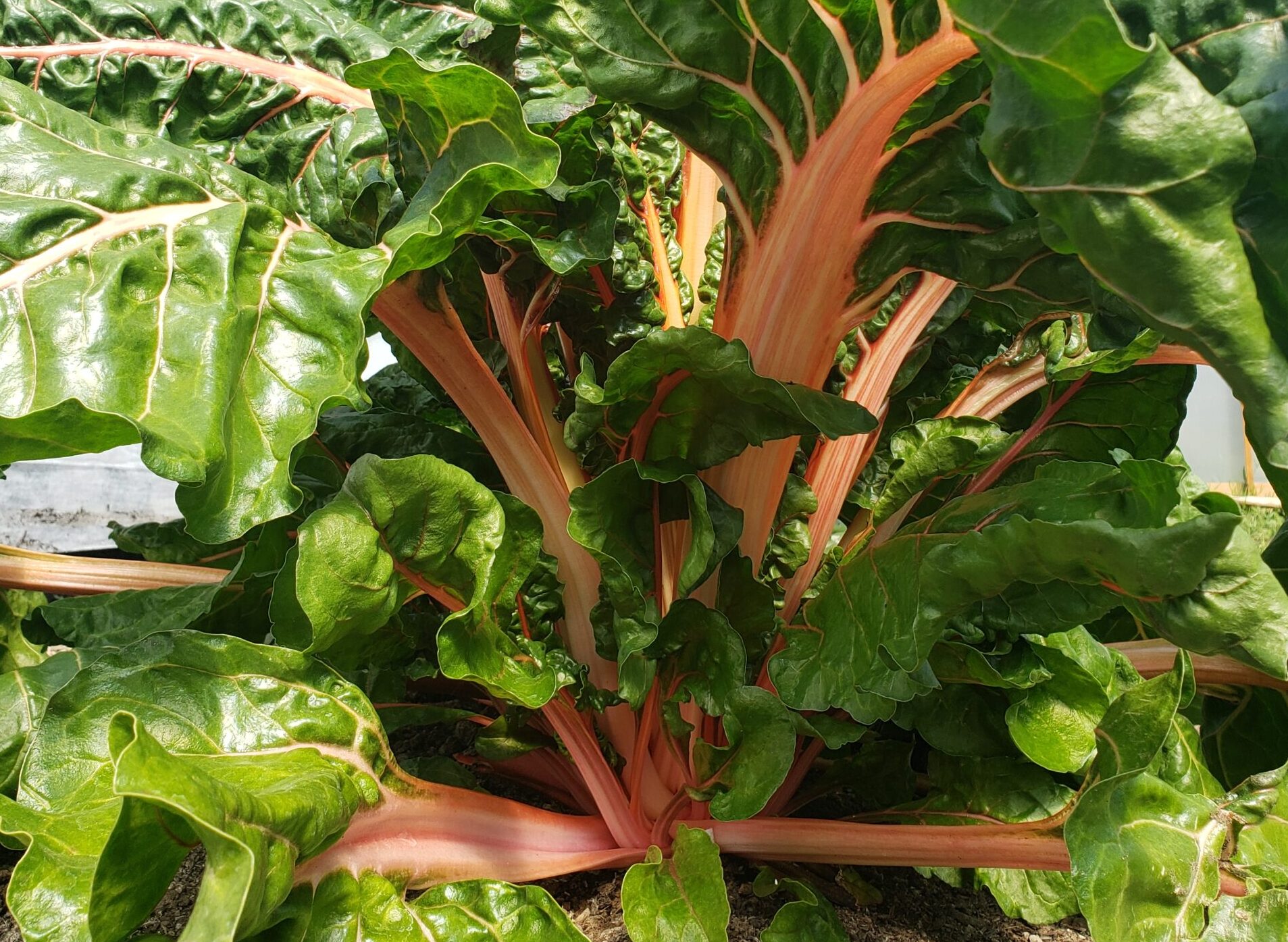 Large swiss chard plant growing in hoop house.