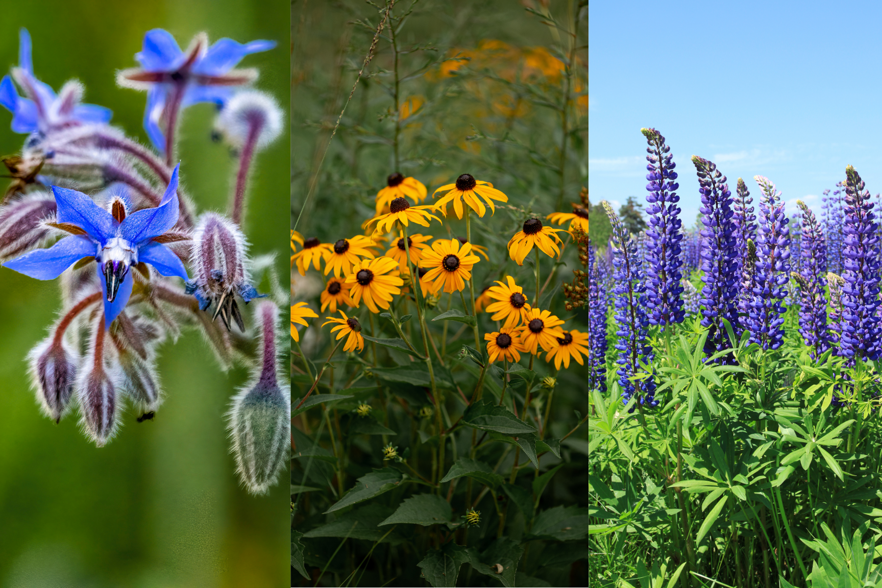 1st: bright blue star-shaped borage flowers; 2nd: bright yellow flowers with black centers of Black Eyed Susan; 3rd: dark purple Lupine flowers.