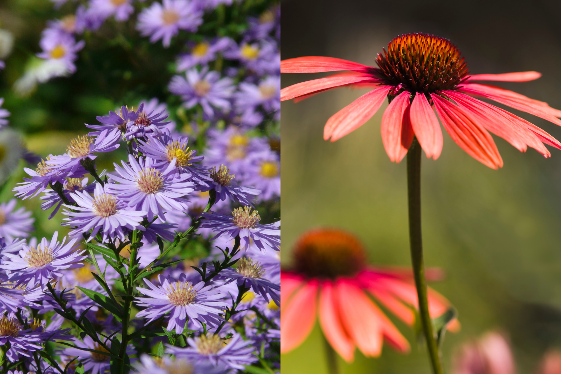 On the left, light purple-blooming Douglas Aster; on the right, orange echinacea blossoms.