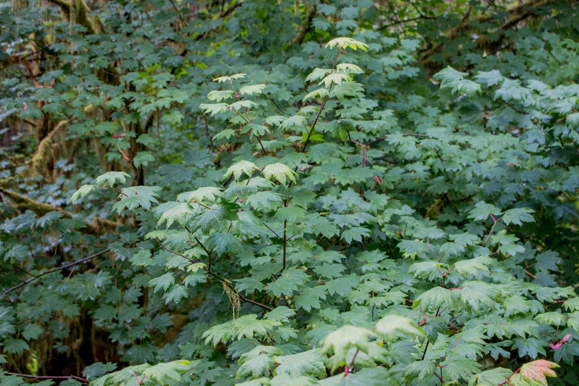 Vine maple leaves in forest.