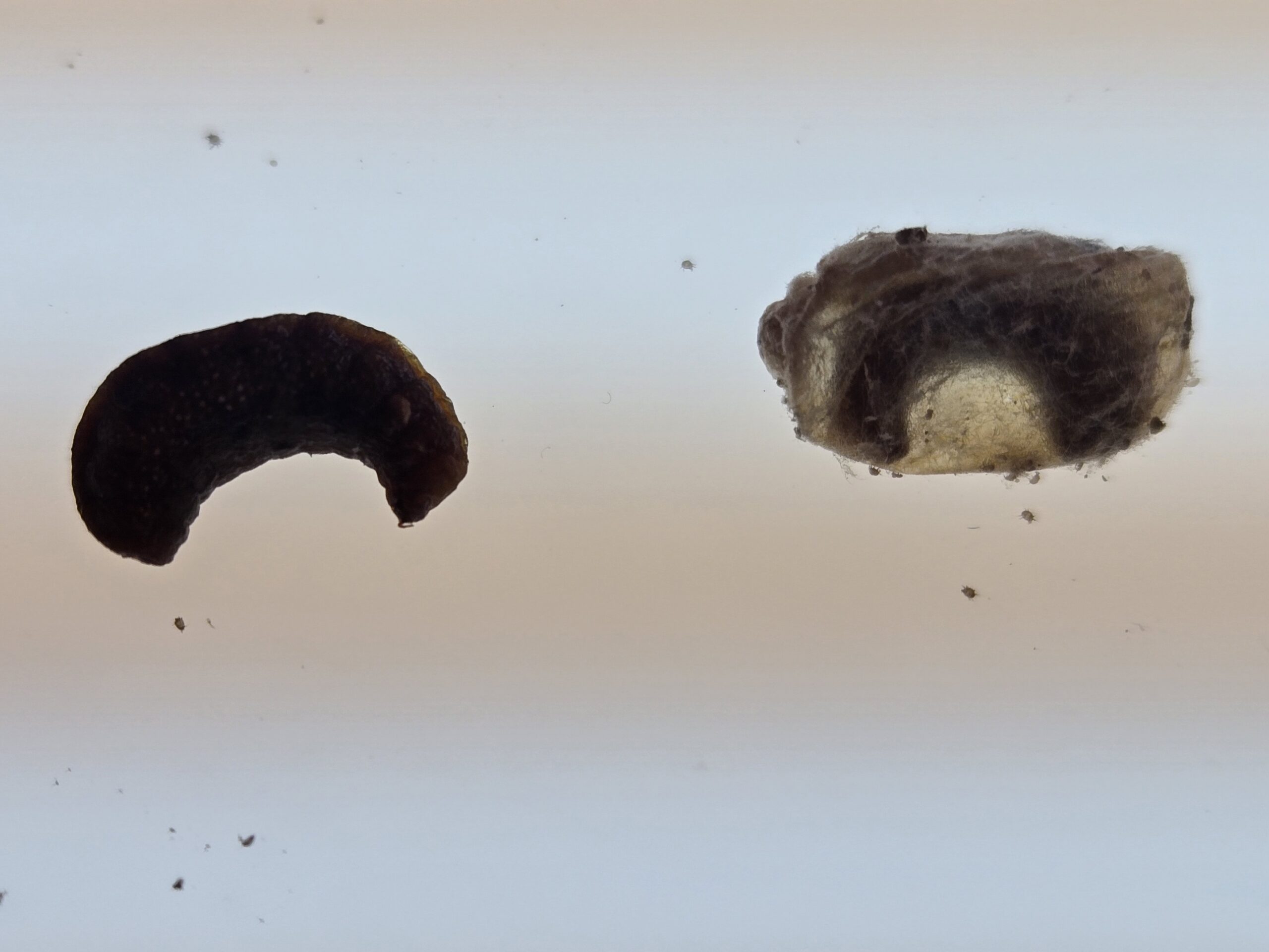 Example of chalkbrood outside and inside of a mason bee cocoon.