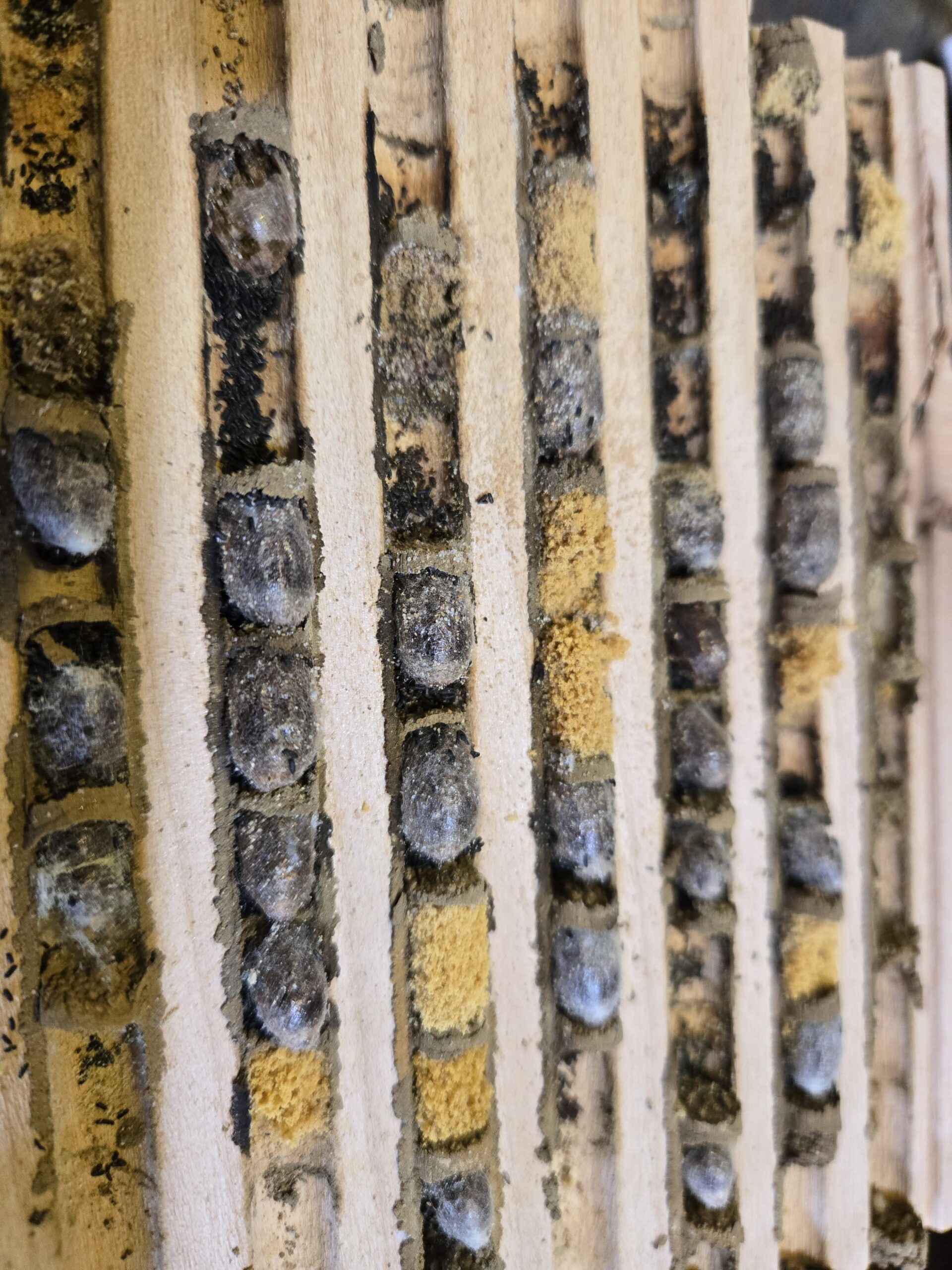 Mason bee cocoons in trays with pollen mites.