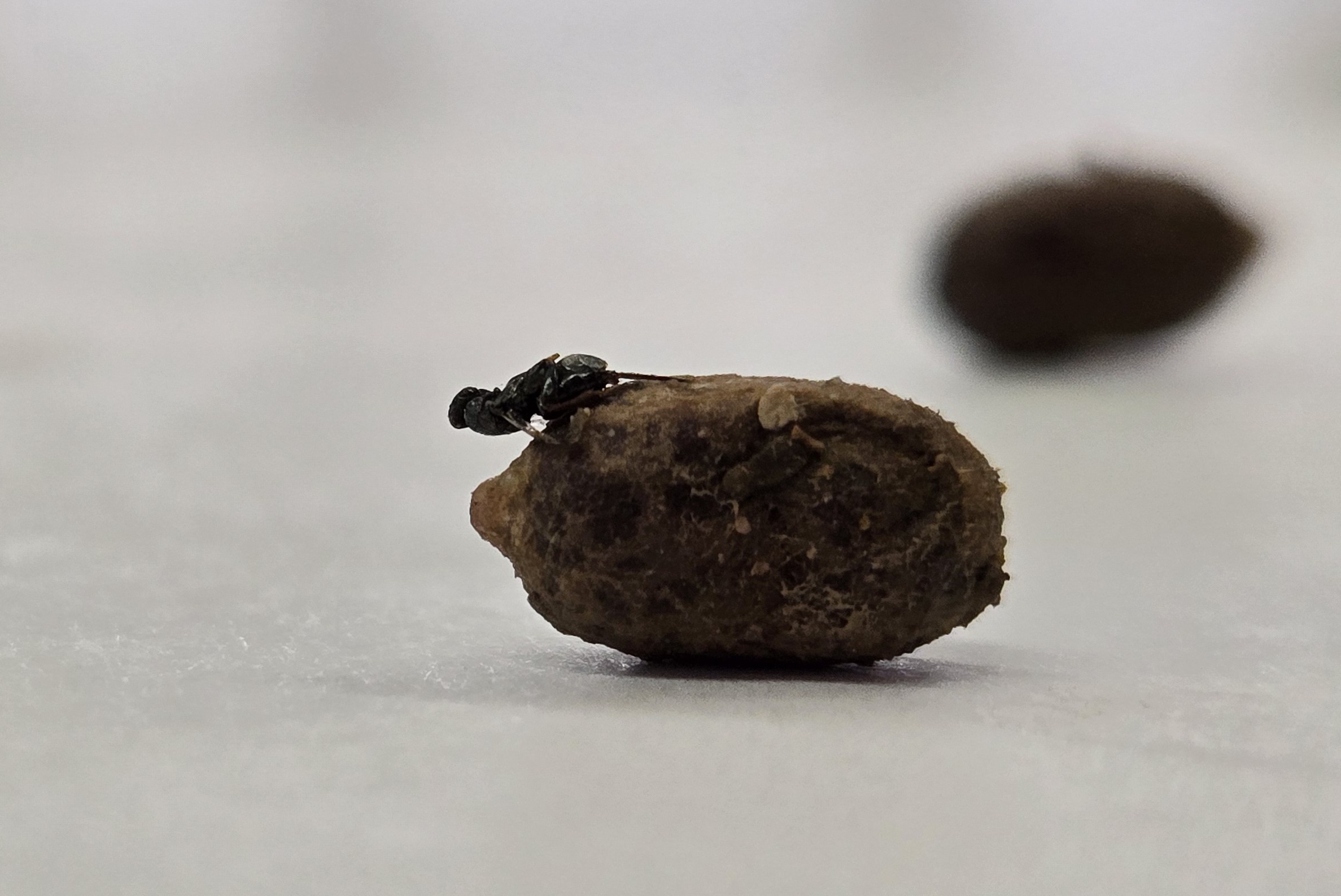 Monodontomerus parasite emerging from a mason bee cocoon.