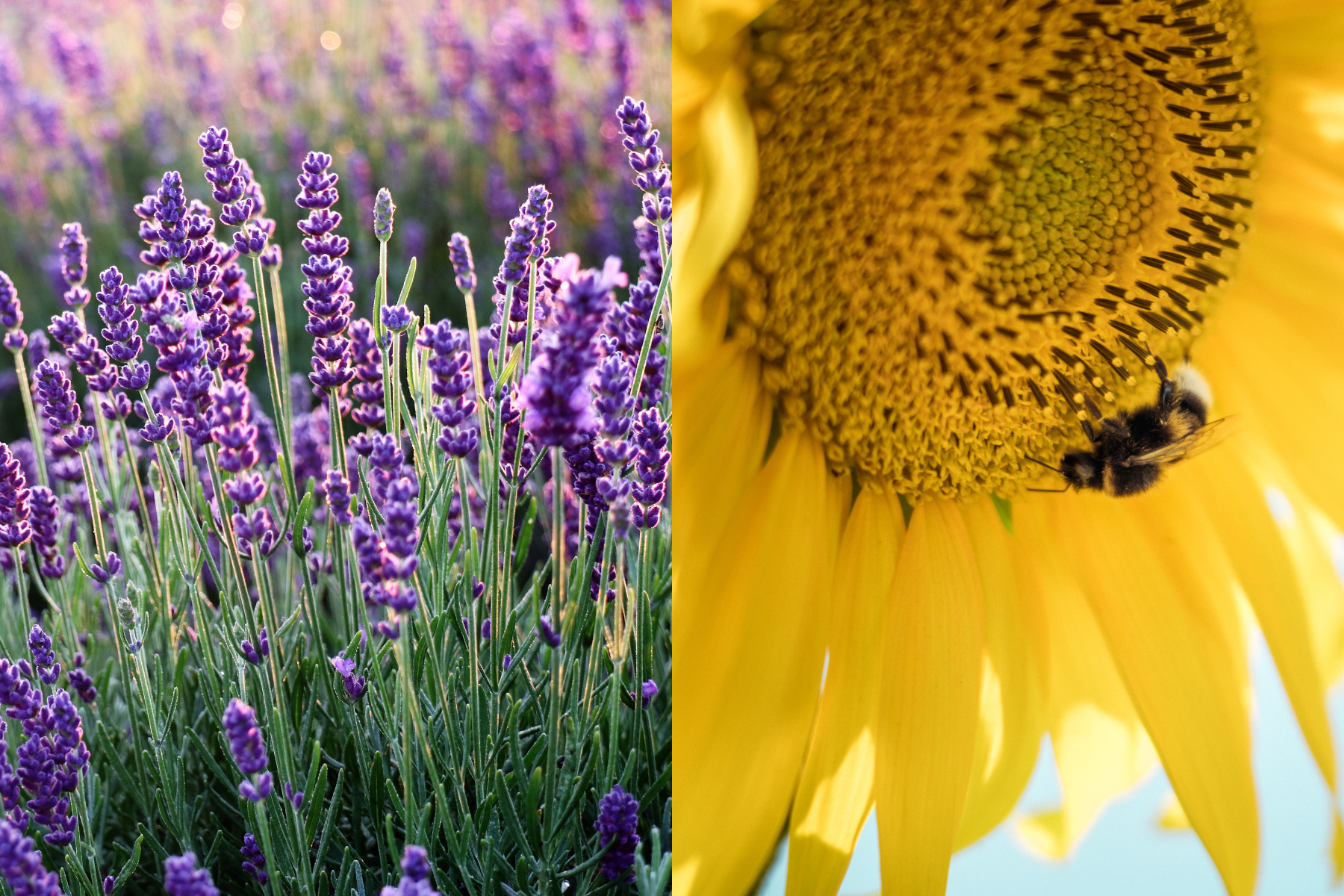 On the left, blooming purple lavender; on the right, yellow sunflower with orange and black butterfly in the center.