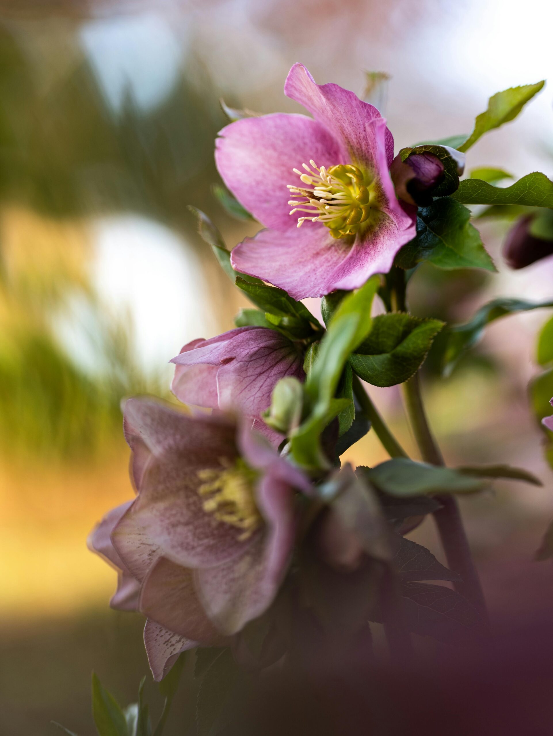 Purple hellebore flowers close up.