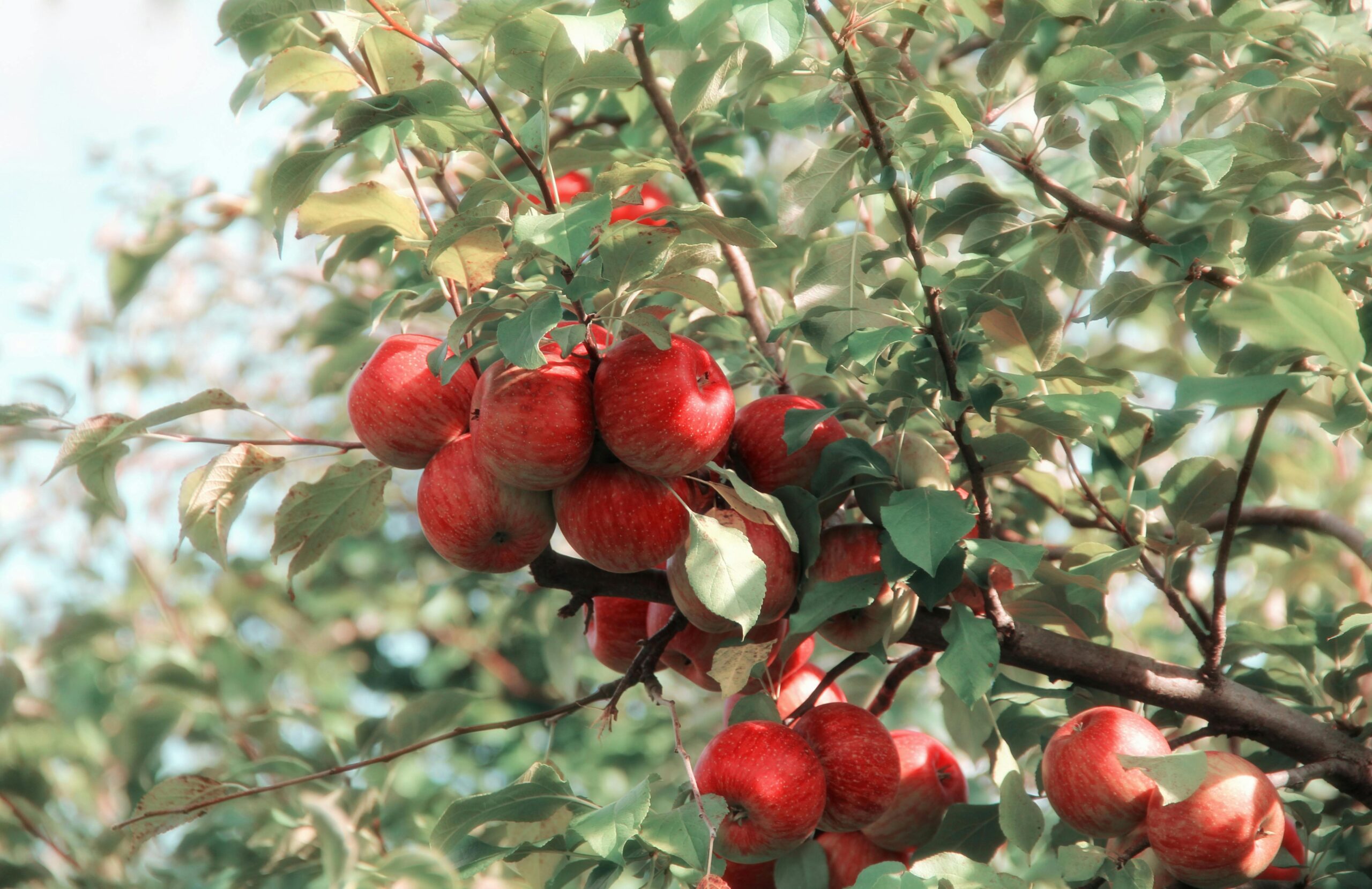 Red apples on apple tree in the sunshine.