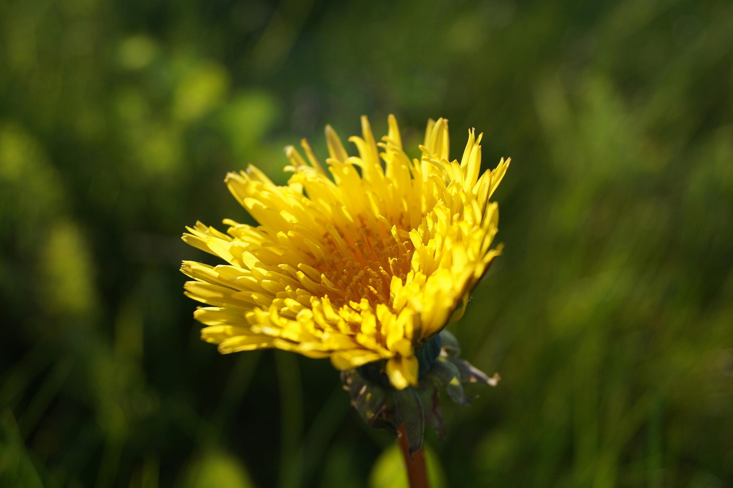 Close up of bright yellow dandelion flower.