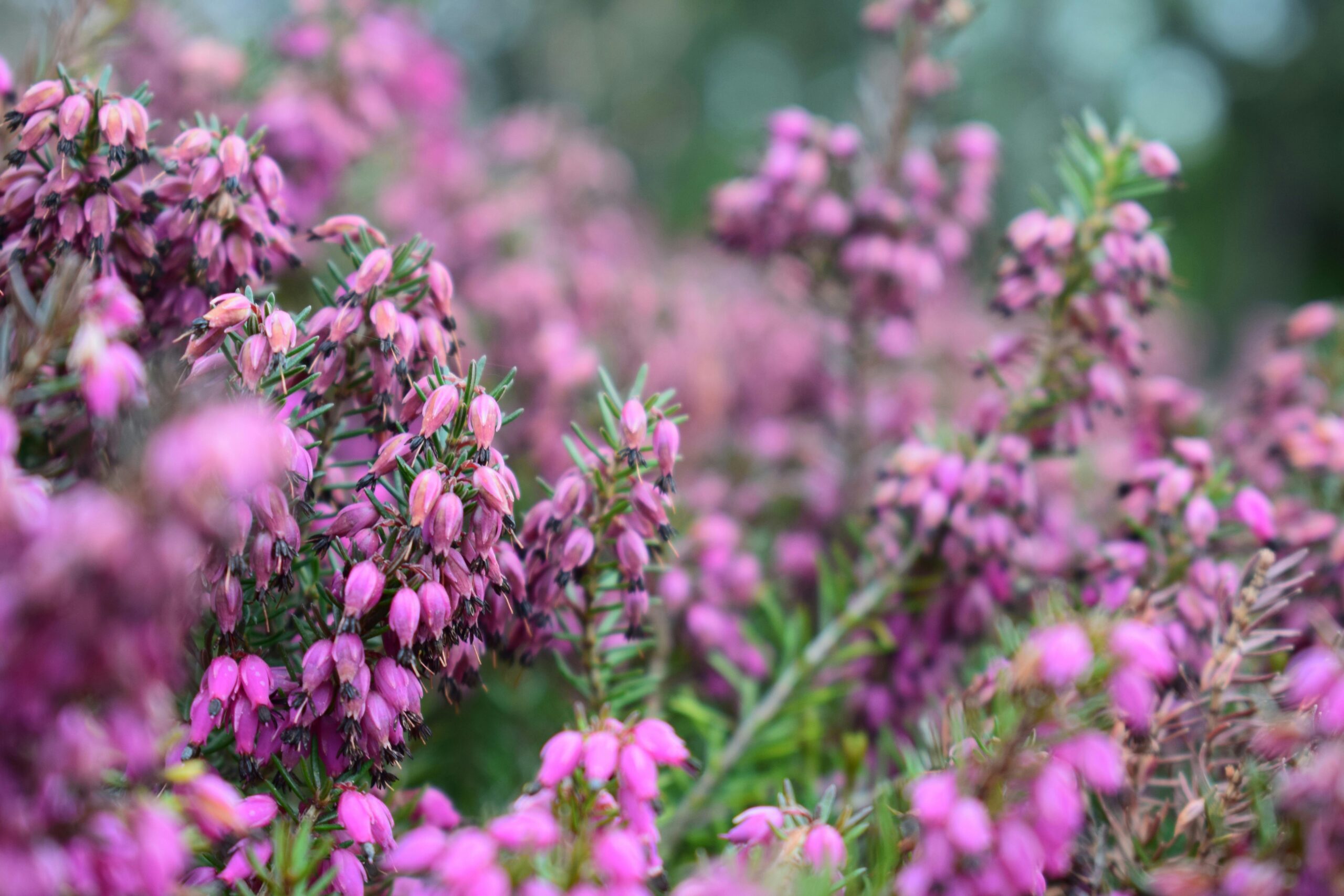 Close up of blooming pink heather plant.