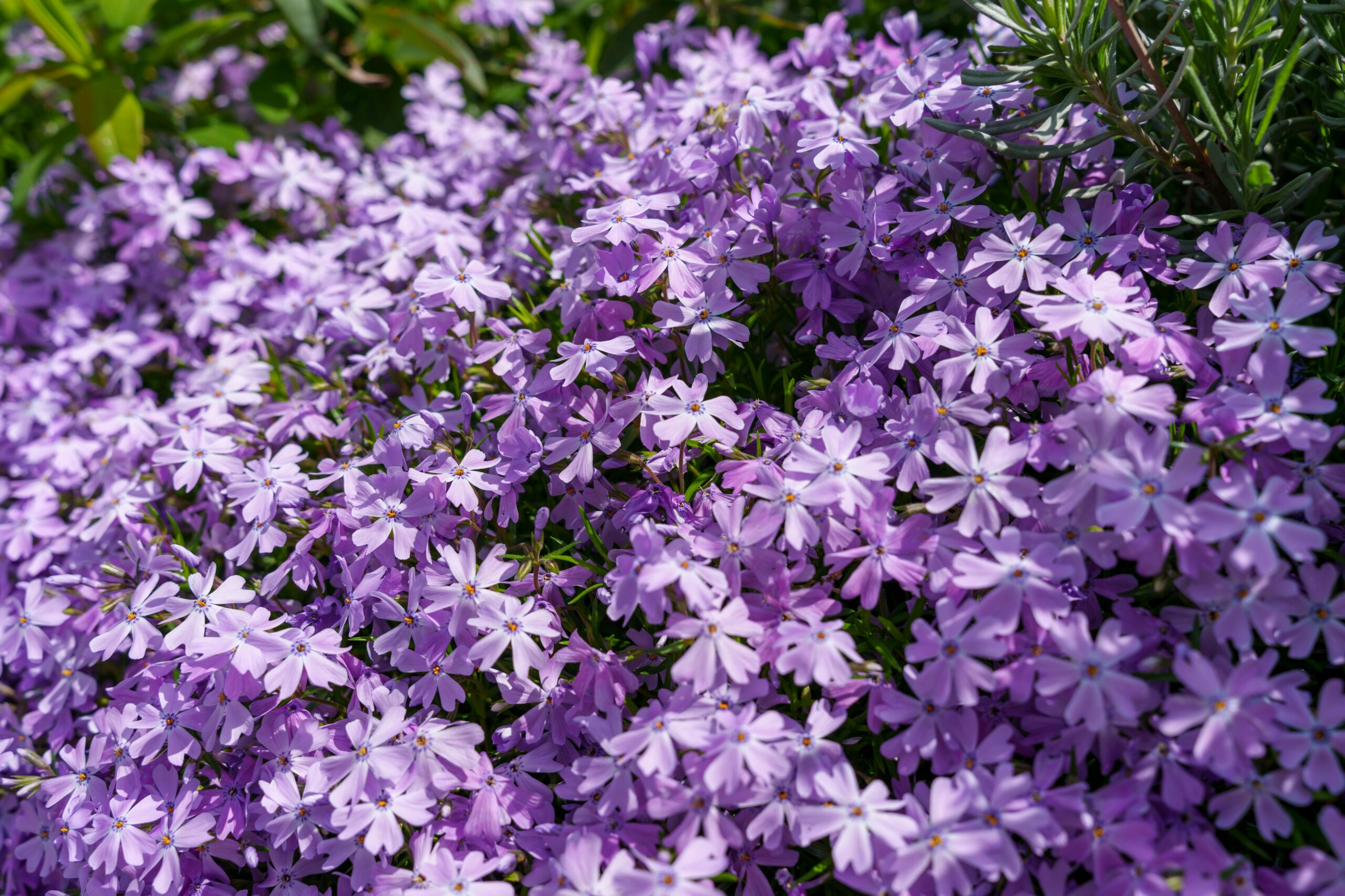 Purple blooming phlox groundcover.