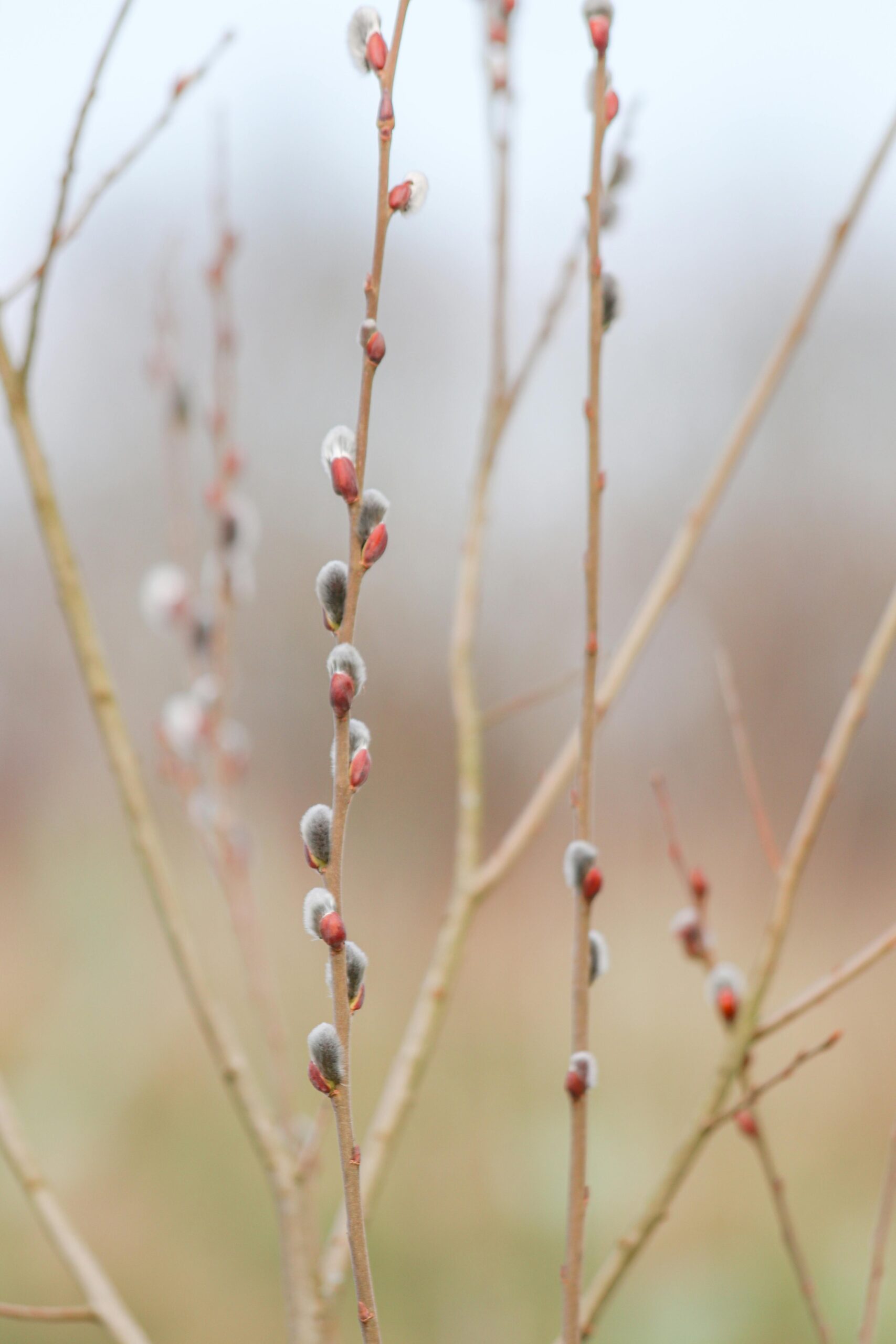 Buds on bare winter willow tree branch.