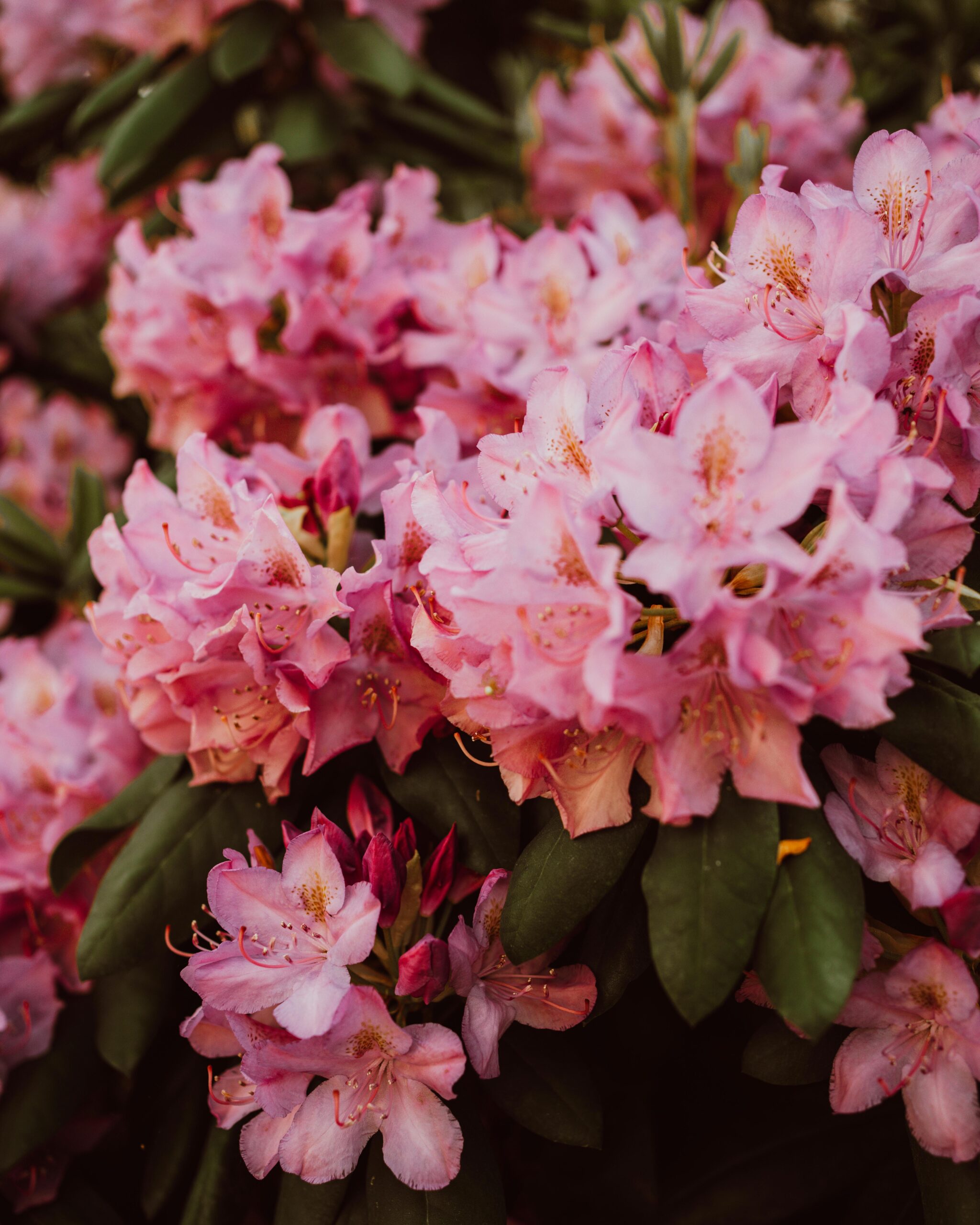 Close up of blooming pink rhododendron.