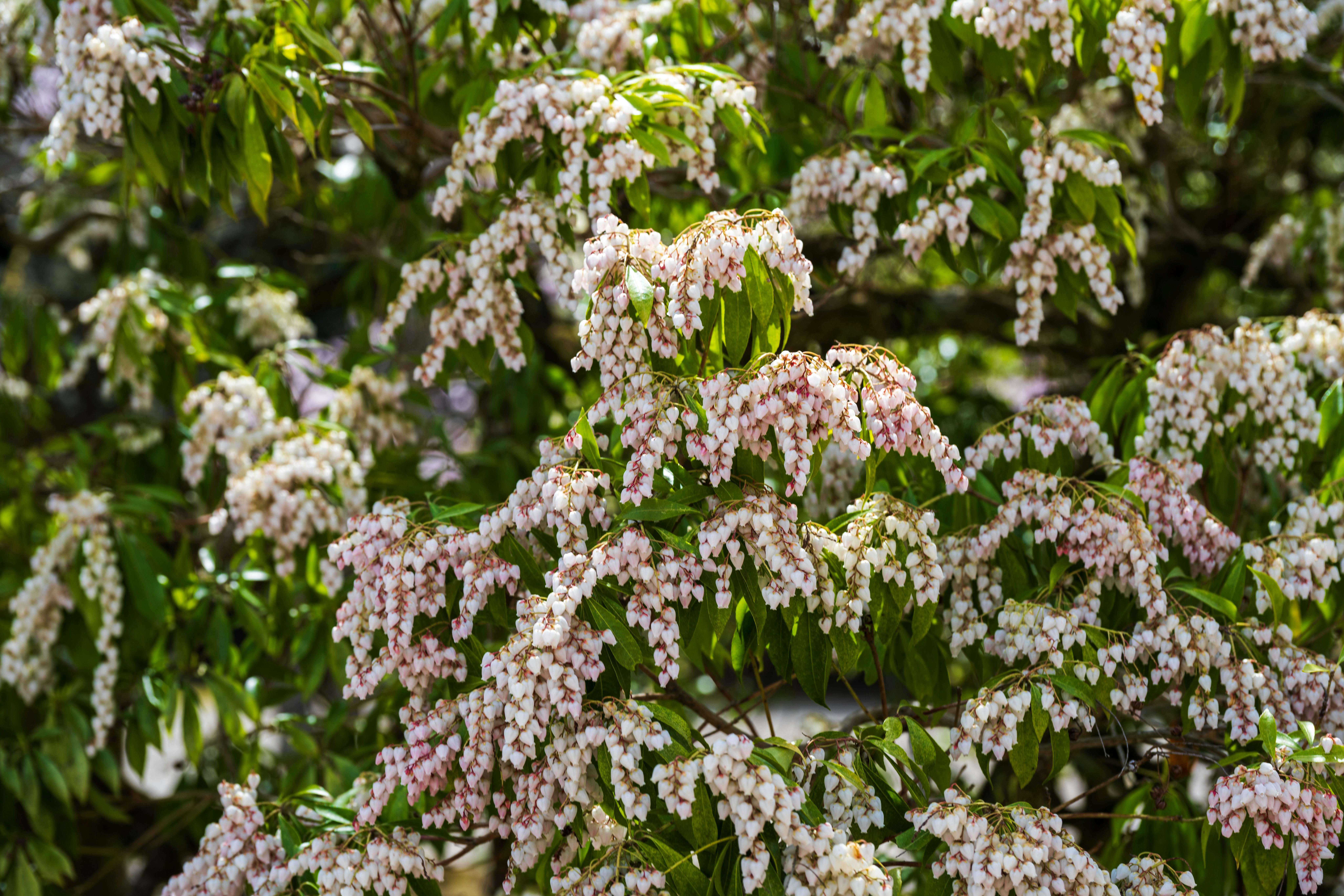 White and light pink cascading flowers on Japanese Andromeda plant.