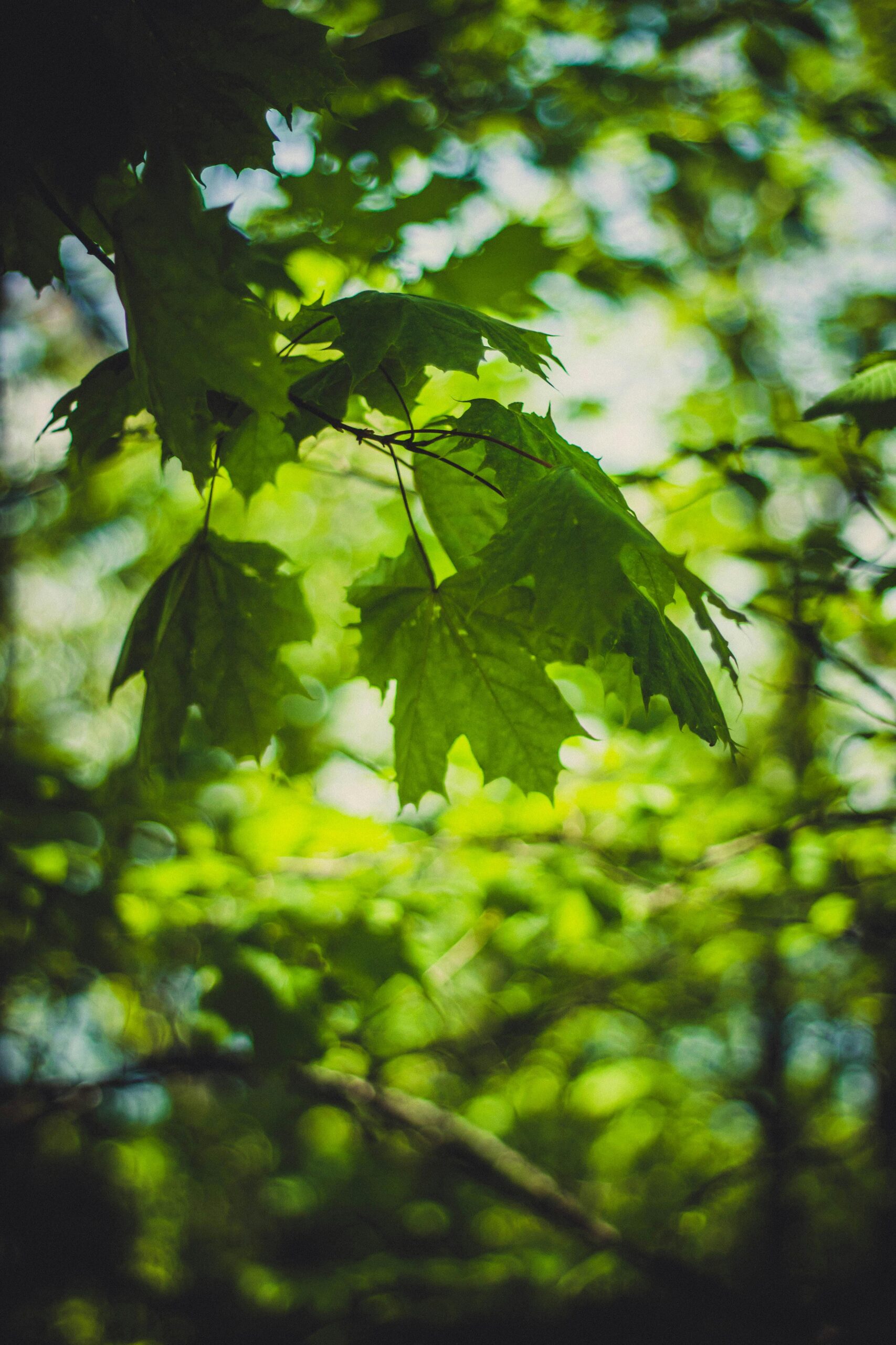 Green big leaf maple tree leaves with sun shining through.