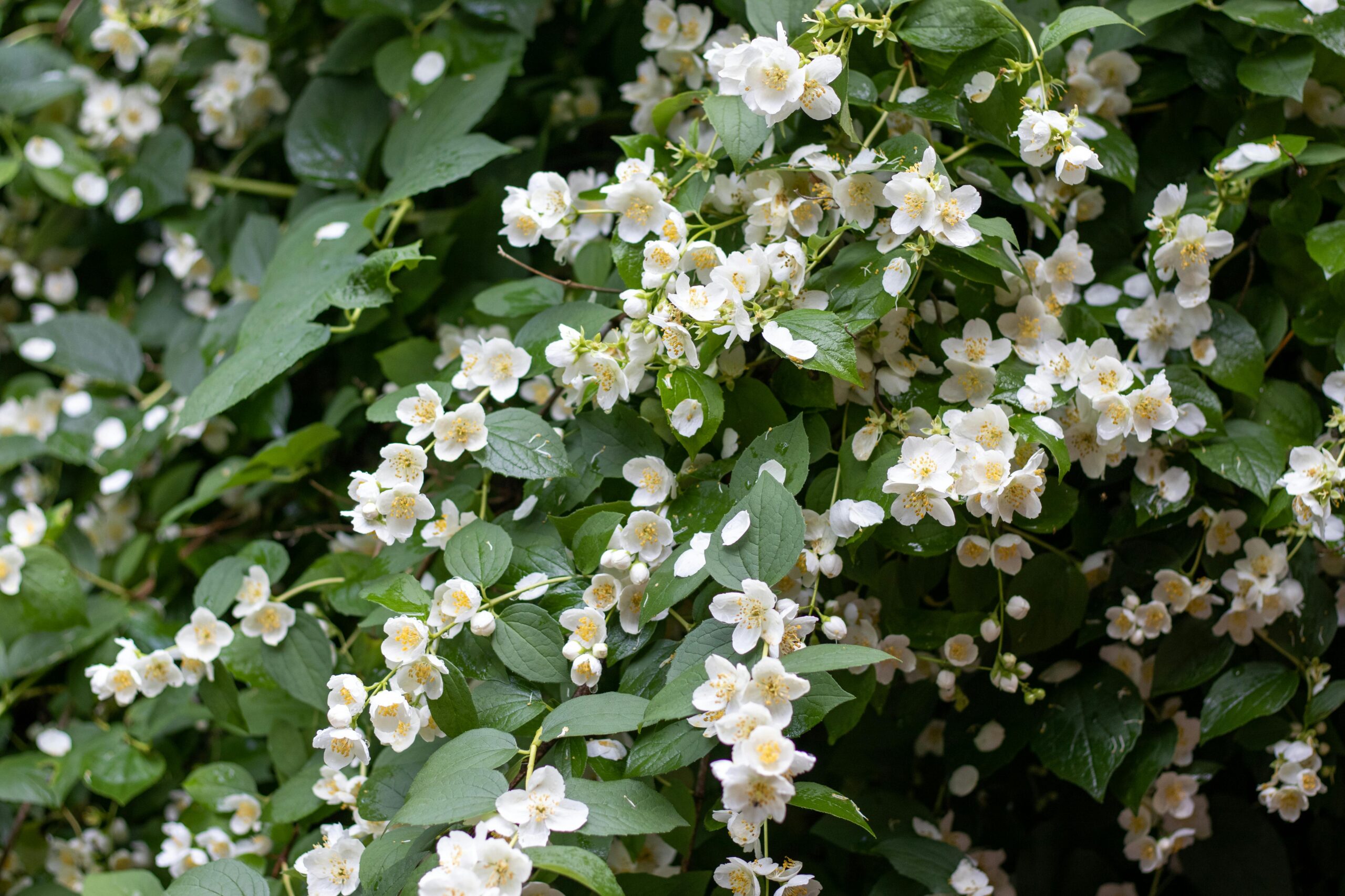 Mock orange plant covered in blooming white flowers.