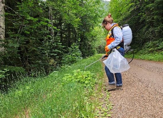 Person with orange vest and backpack sprayer standing along the side of the road spraying vegetation.