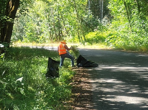 Person wearing orange vest and blue jeans is standing along the side of the road putting vegetation into a large black garbage bag.