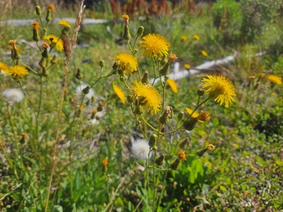 Cluster of flowers with long dark green stems and tight yellow petals.