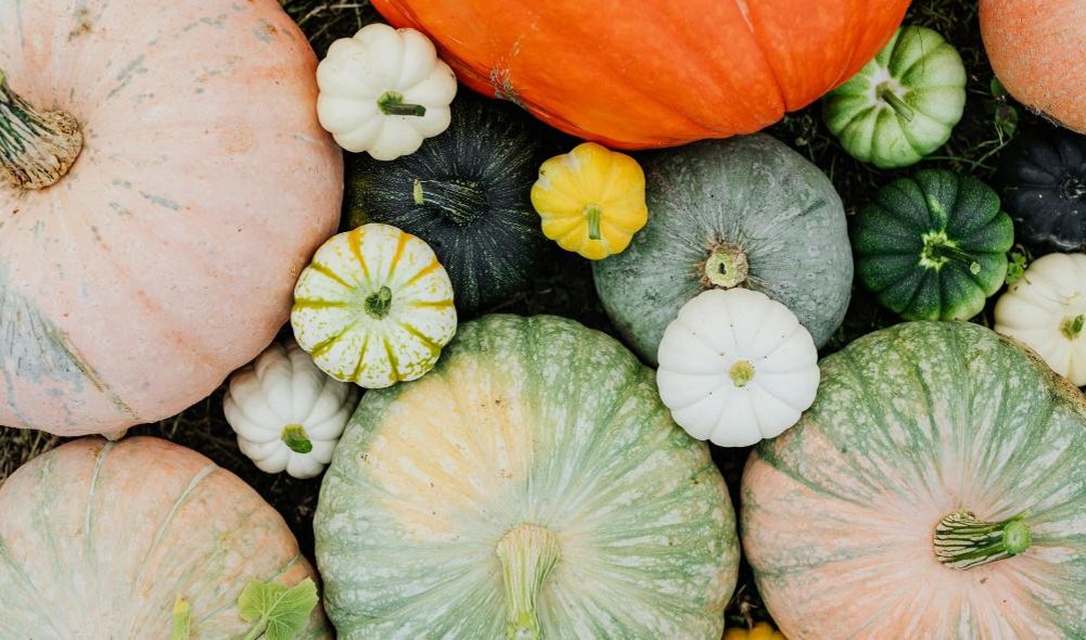 Overhead image of many large & small squashes that are pale pink, green, orange, and yellow.