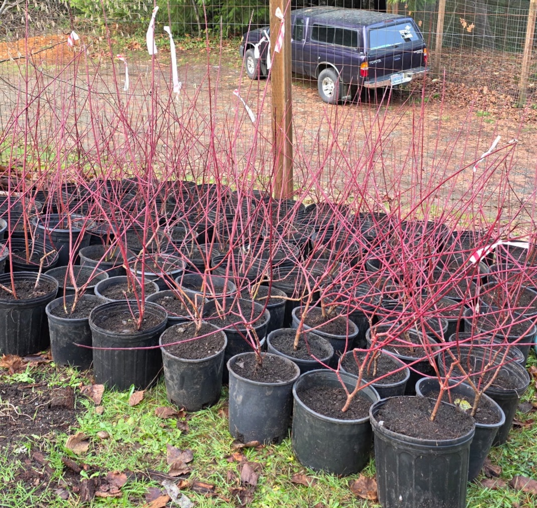 Rows of 5 gallon pots with large Red Osier Dogwood plants in them.