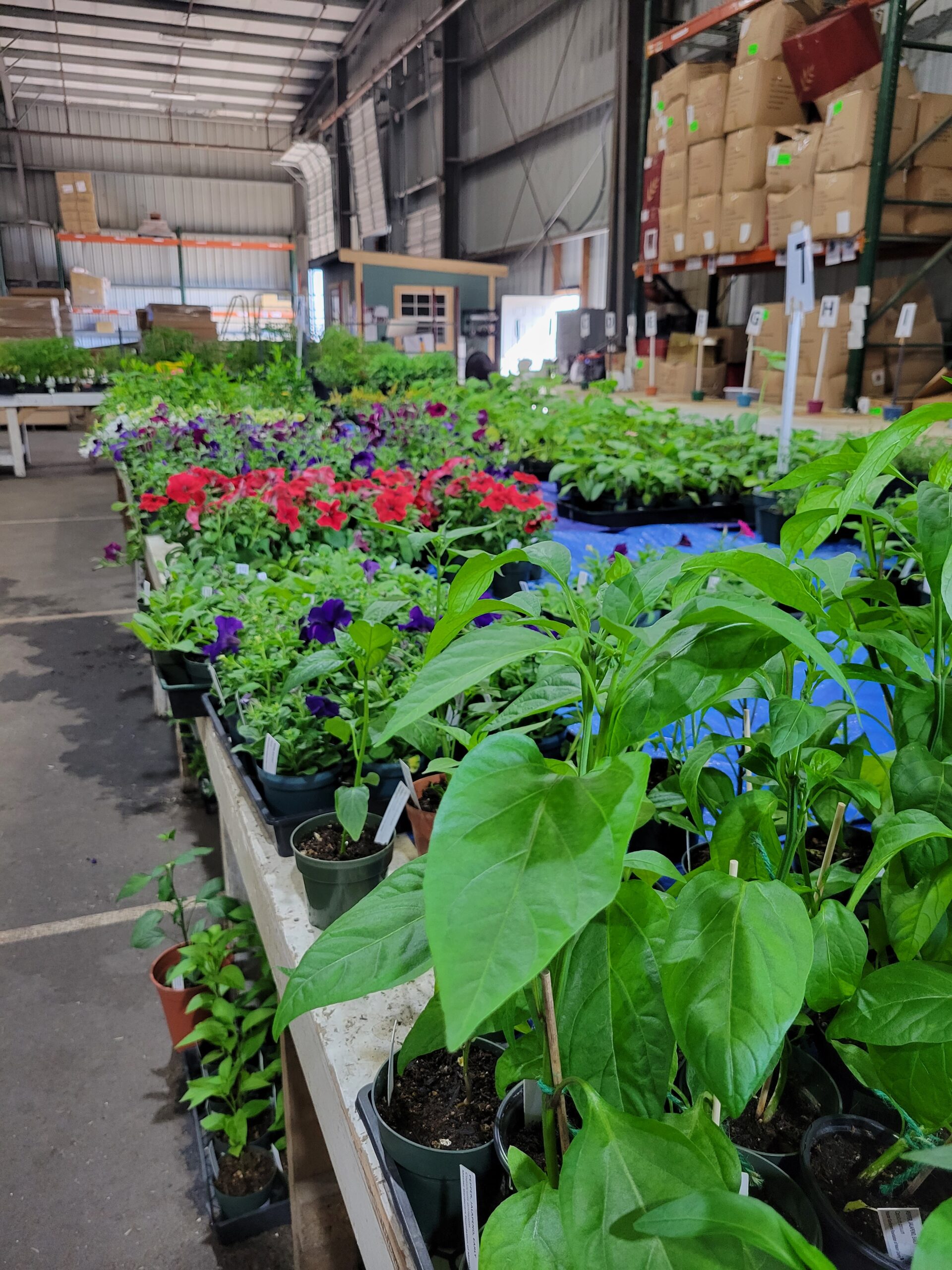 Peppers, red flowers, and other plants line a warehouse table.