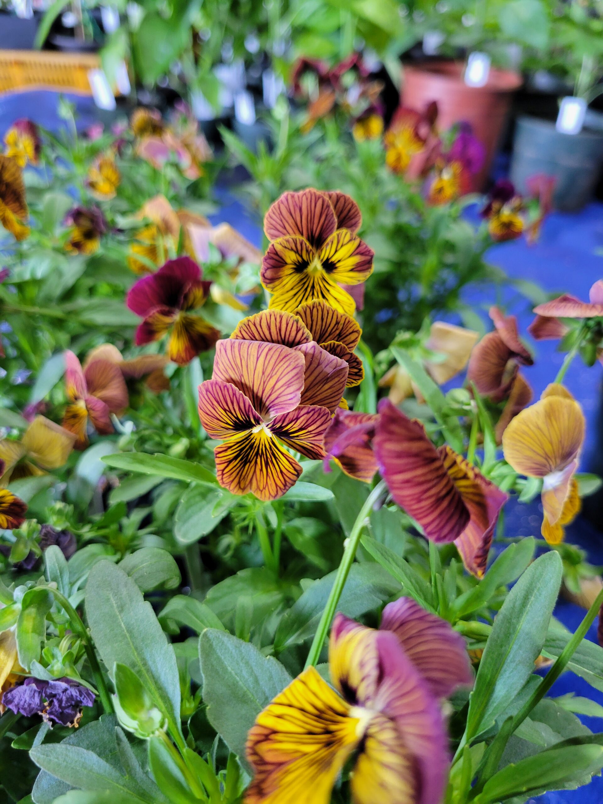 Close up of red and yellow pansies.