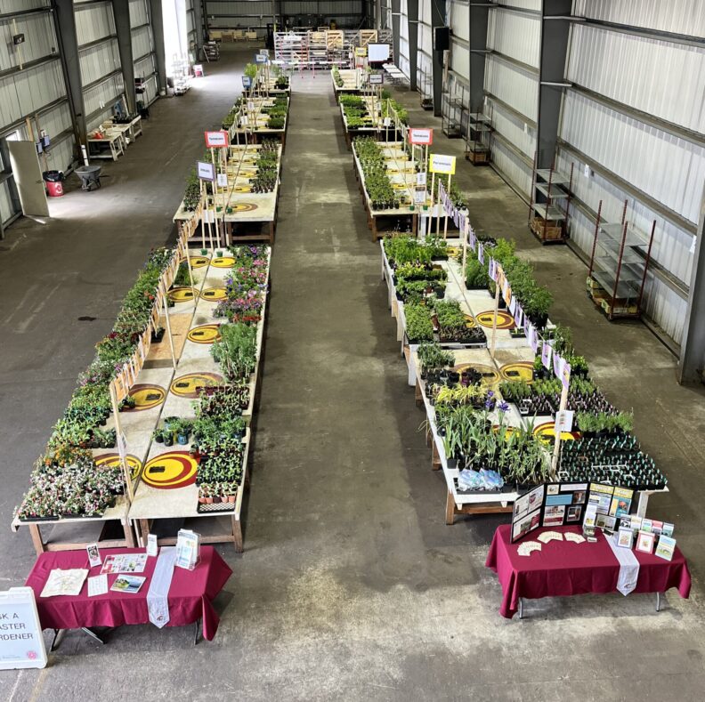 Overhead shot of warehouse tables full of plants the day before the plant sale.