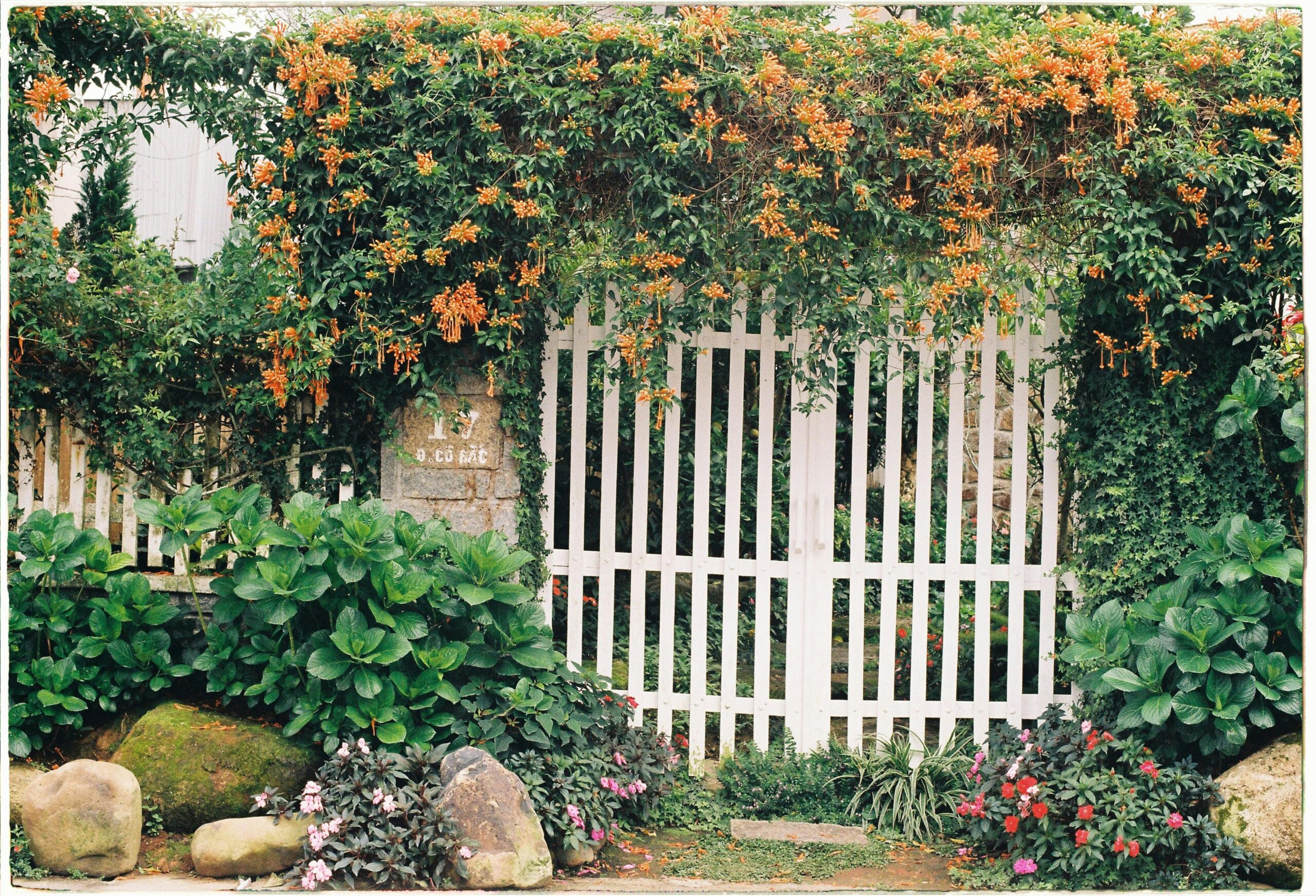 White garden gate surrounded by vines and orange blooming flowers.