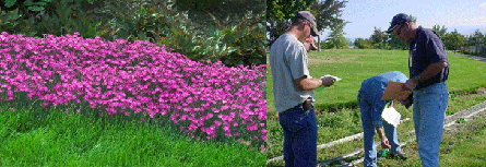 A two-panel image: the left side shows a dense bed of bright pink flowers bordering a green lawn; the right side shows three people in a field taking notes and examining plants in a garden row.