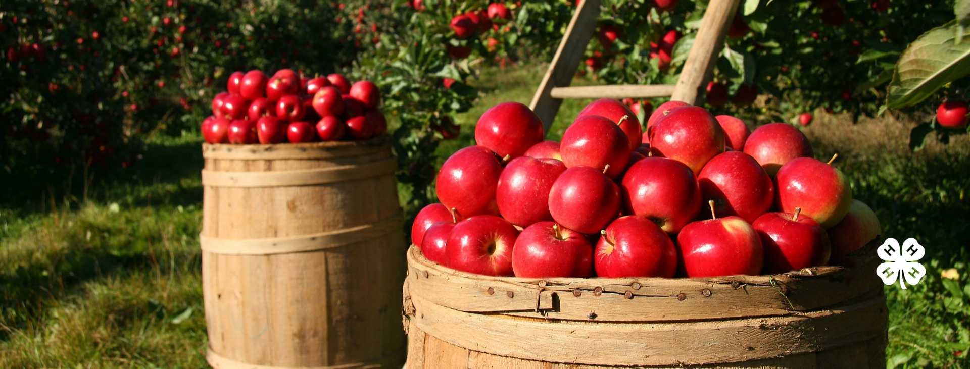 Wooden bushels of freshly harvested red apples in an orchard.