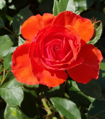 rose