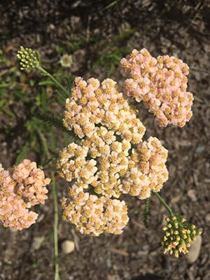 flower and buds of common yarrow