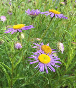 Purple flowers with yellow centers in a field of green