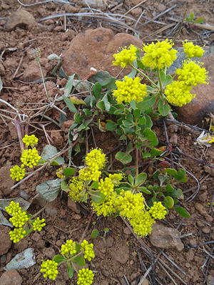 Yellow clusters of flowers above green leaves and brown dirt